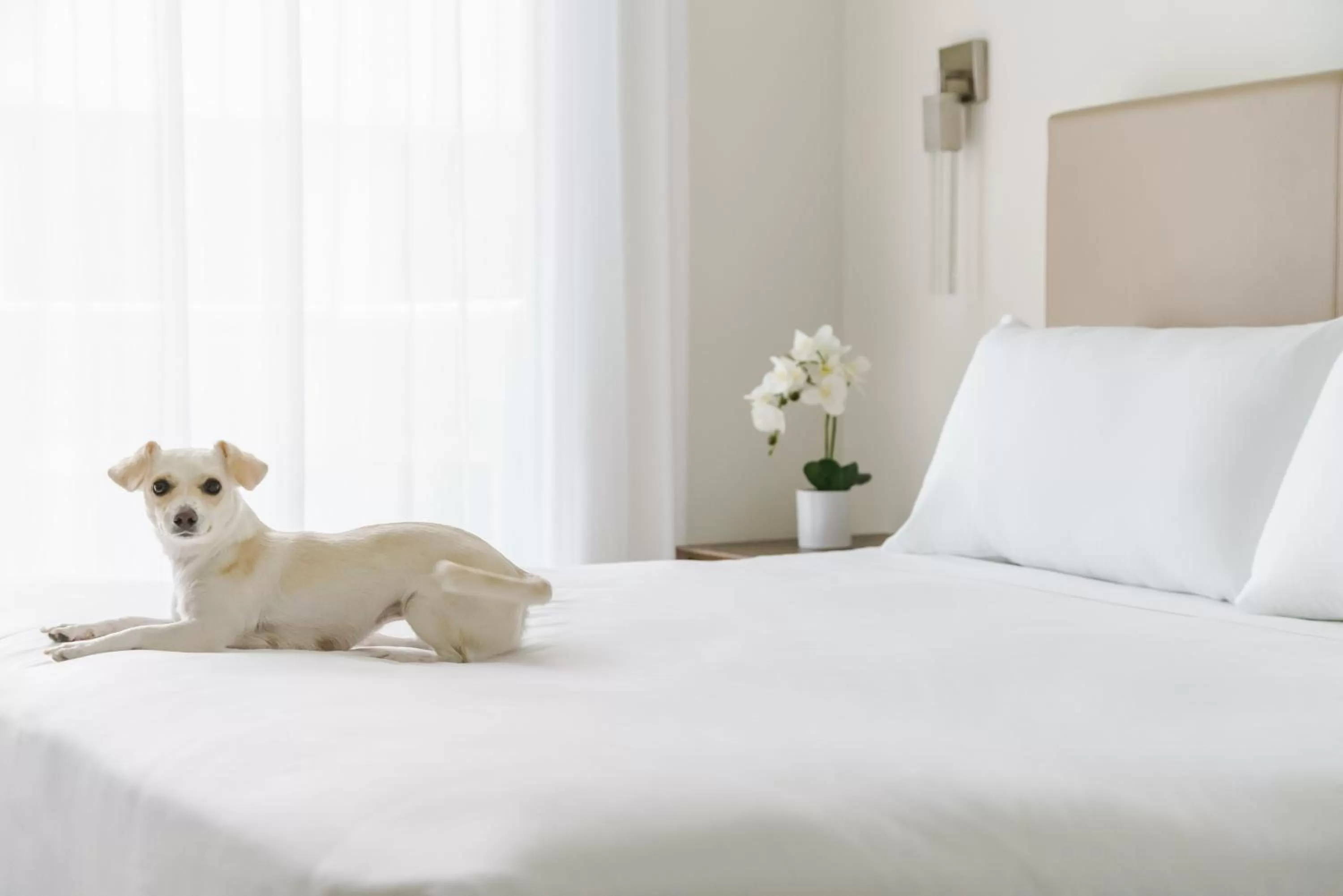 Bed in Costa Hollywood Beach Resort - An All Suite Hotel