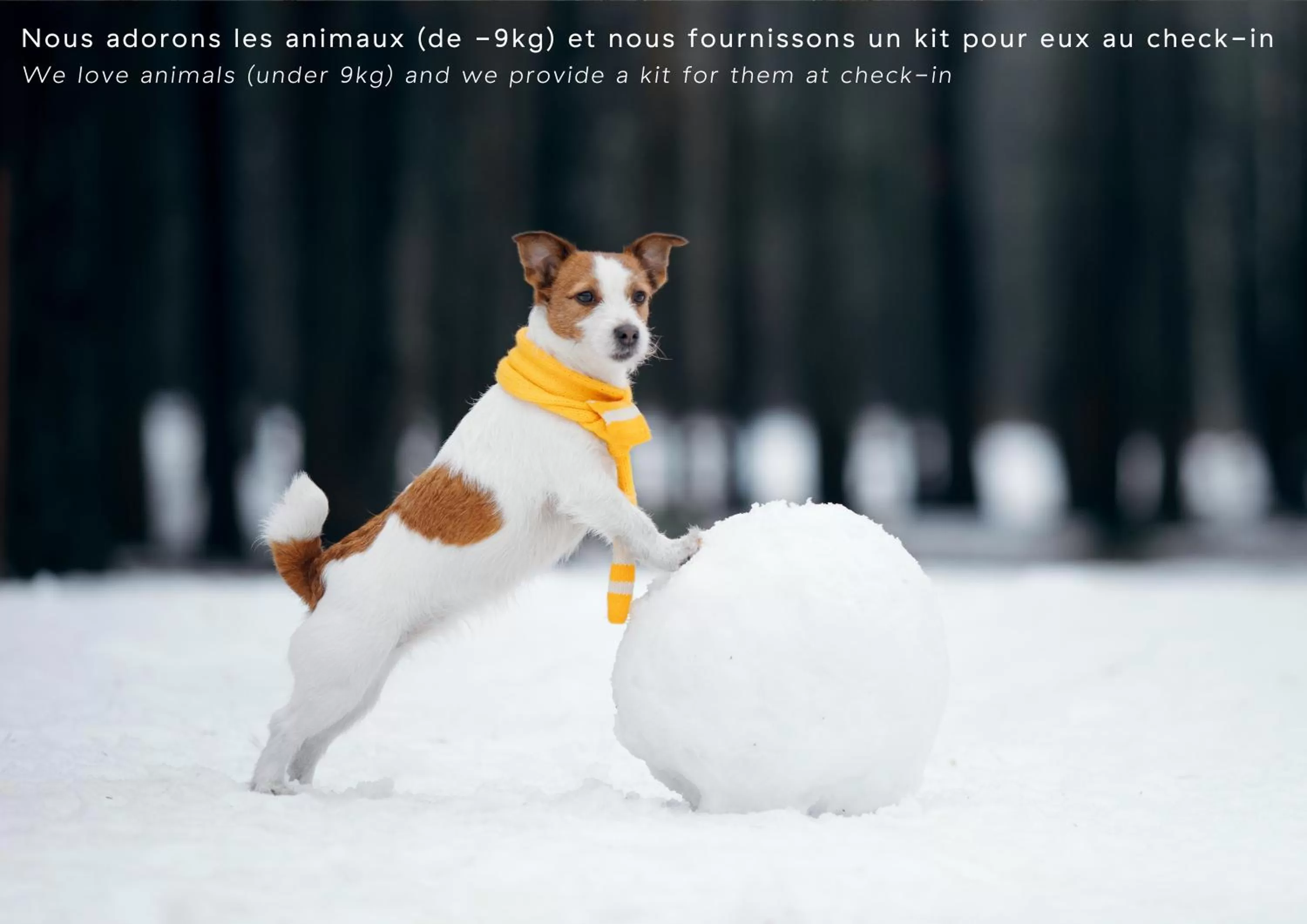 Animals, Pets in Hôtel L'Arboisie