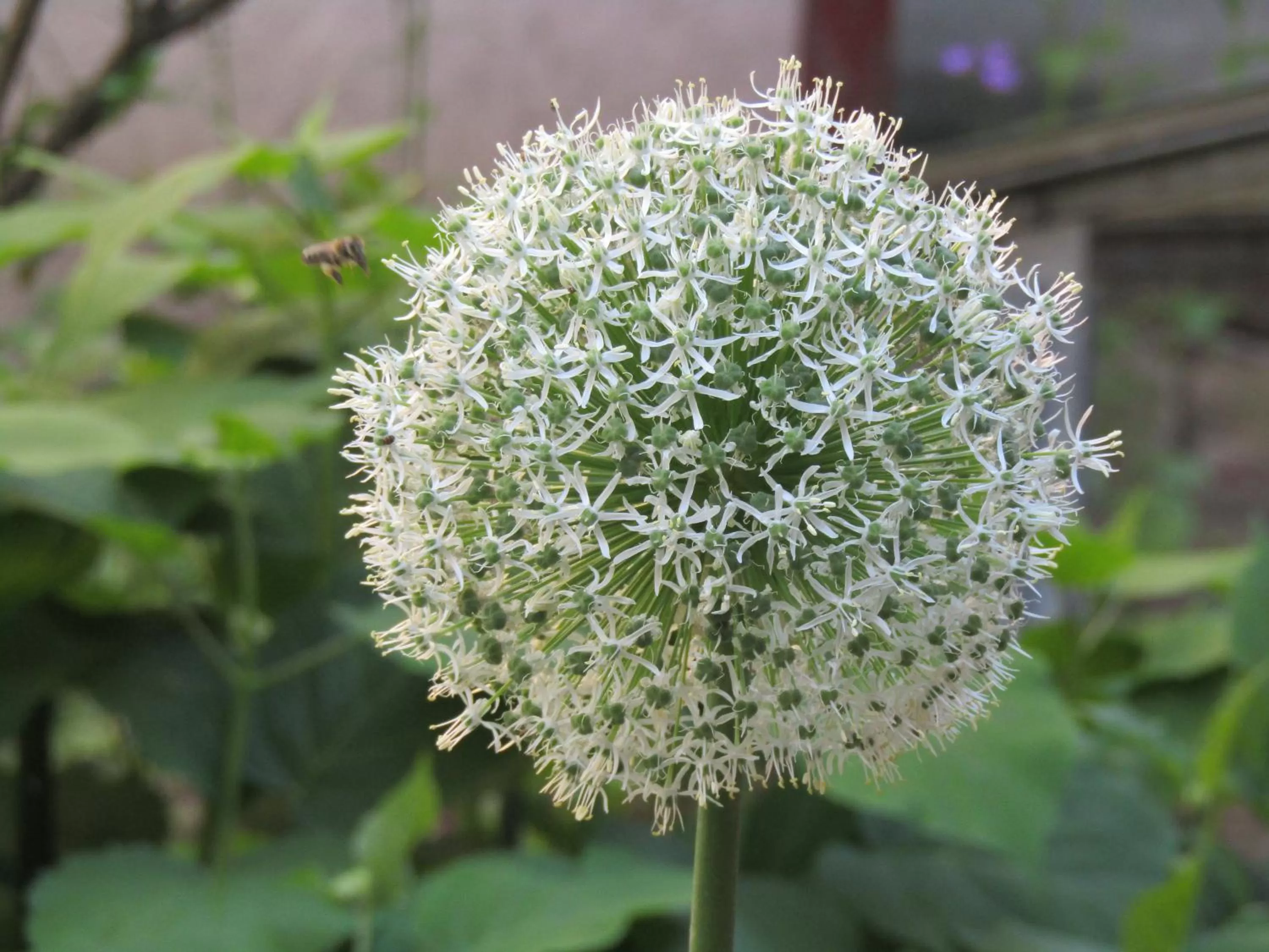 Hotel und Gasthof Ritter St. Georg
