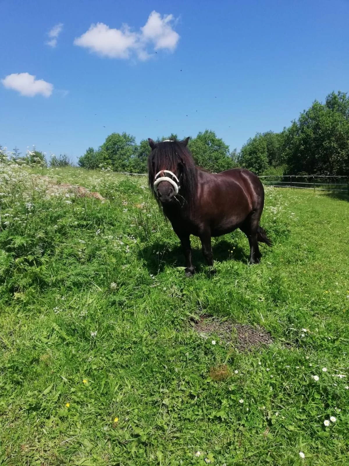 Animals in Hotel Lugsteinhof