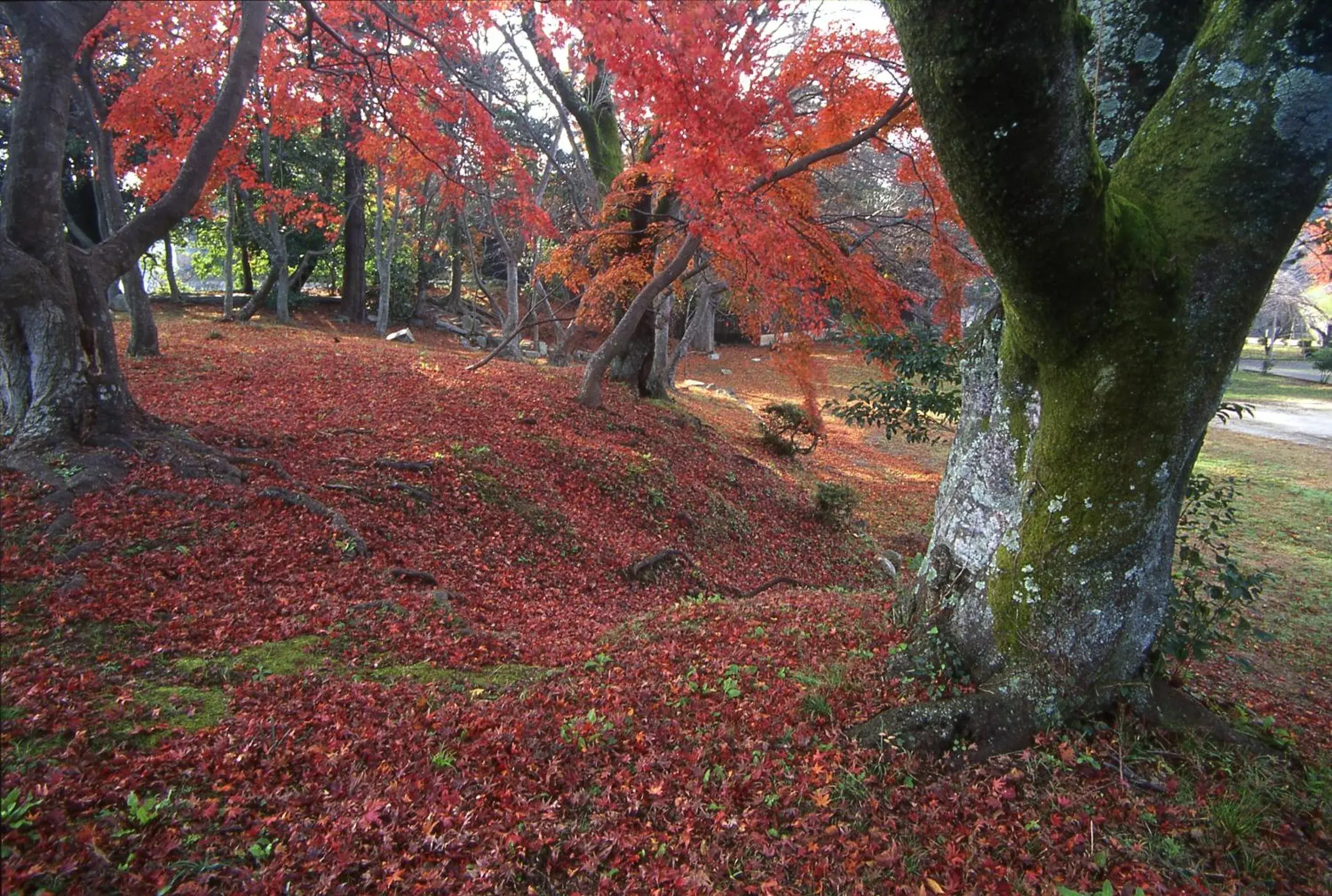 Nearby landmark, Garden in Apa Hotel Hikone Minami