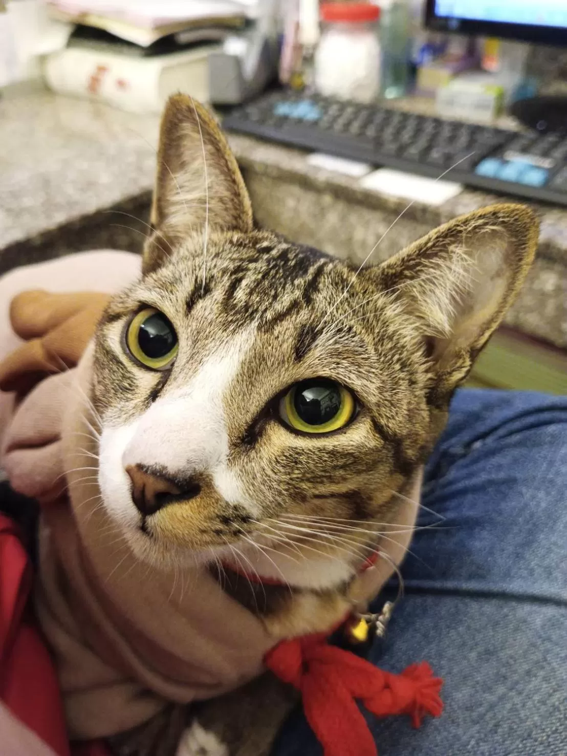 Pets in Vlodge House