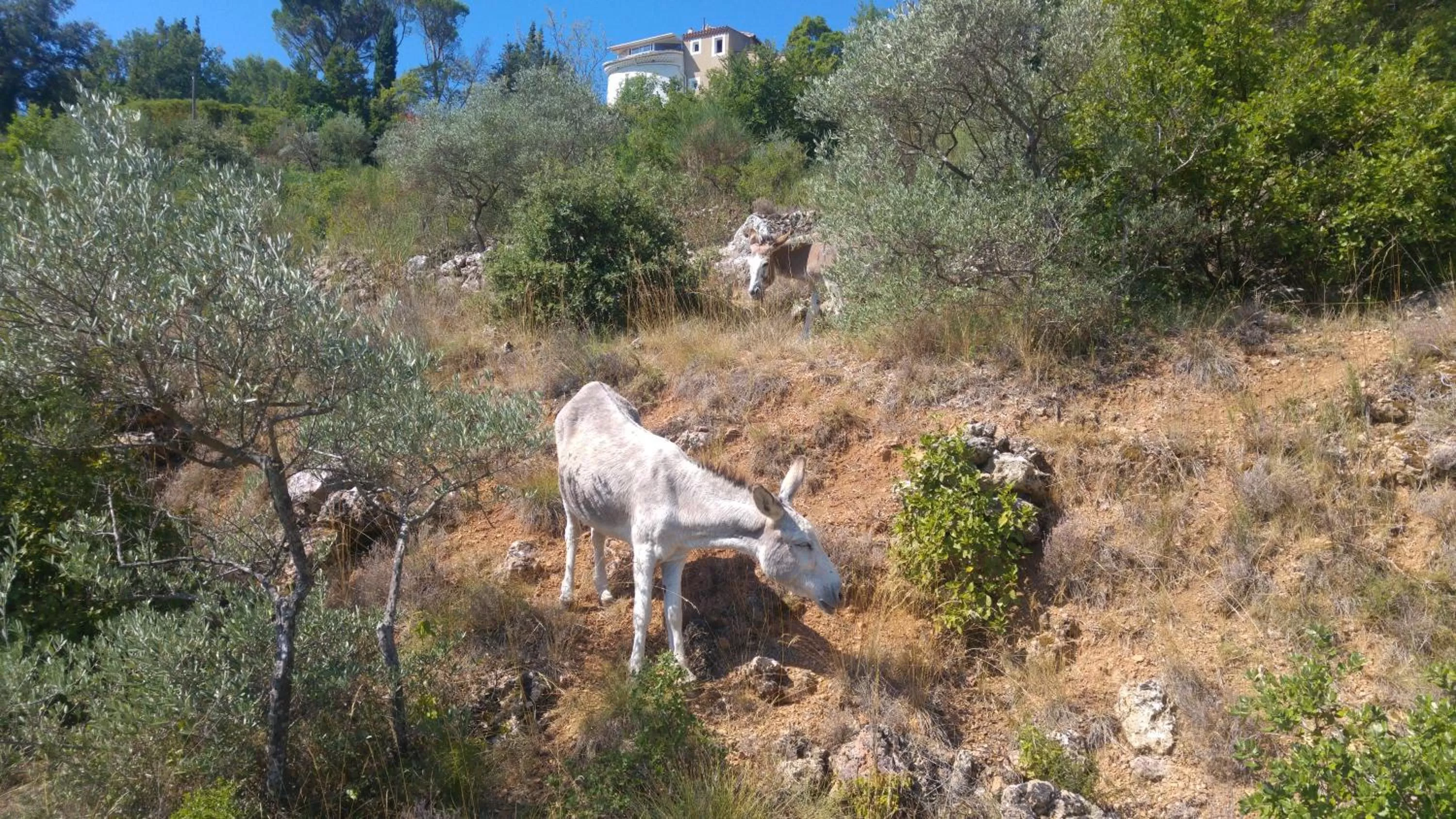 Animals in Le Moulin de Varrians