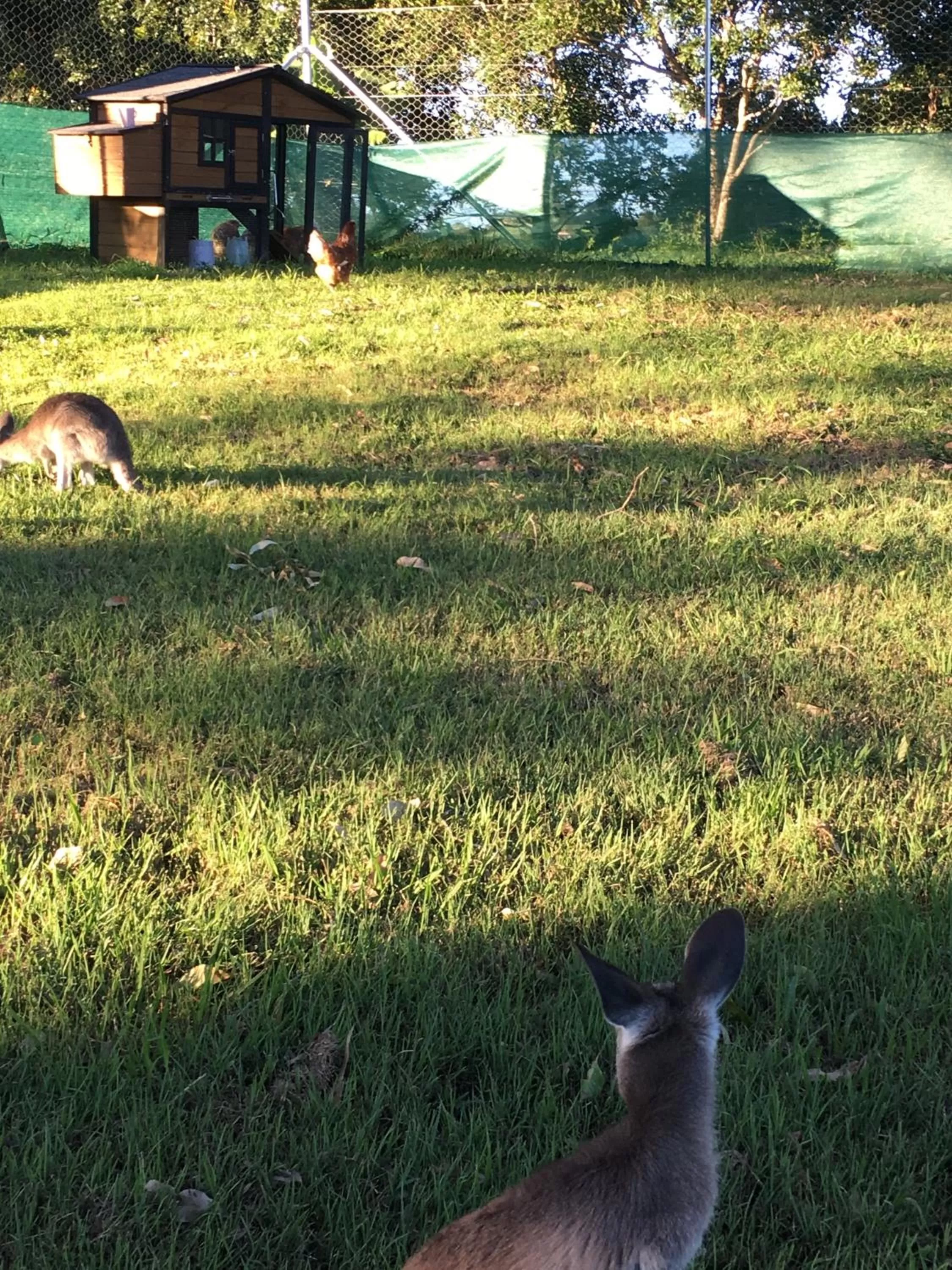 Animals in Mapleton Springs