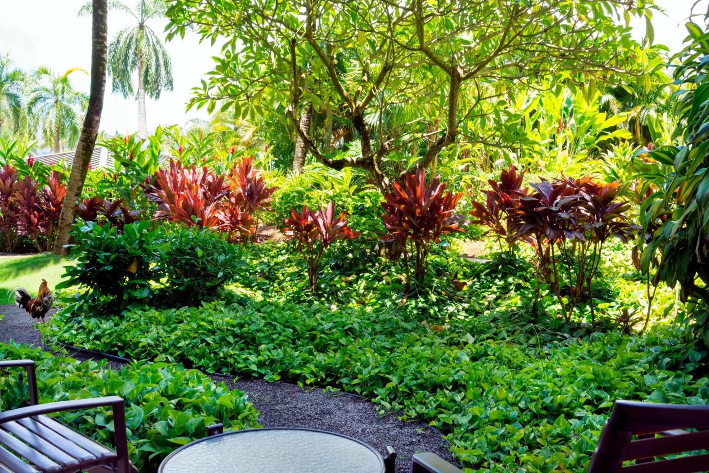 View (from property/room), Garden in The Royal Sonesta Kauai Resort Lihue