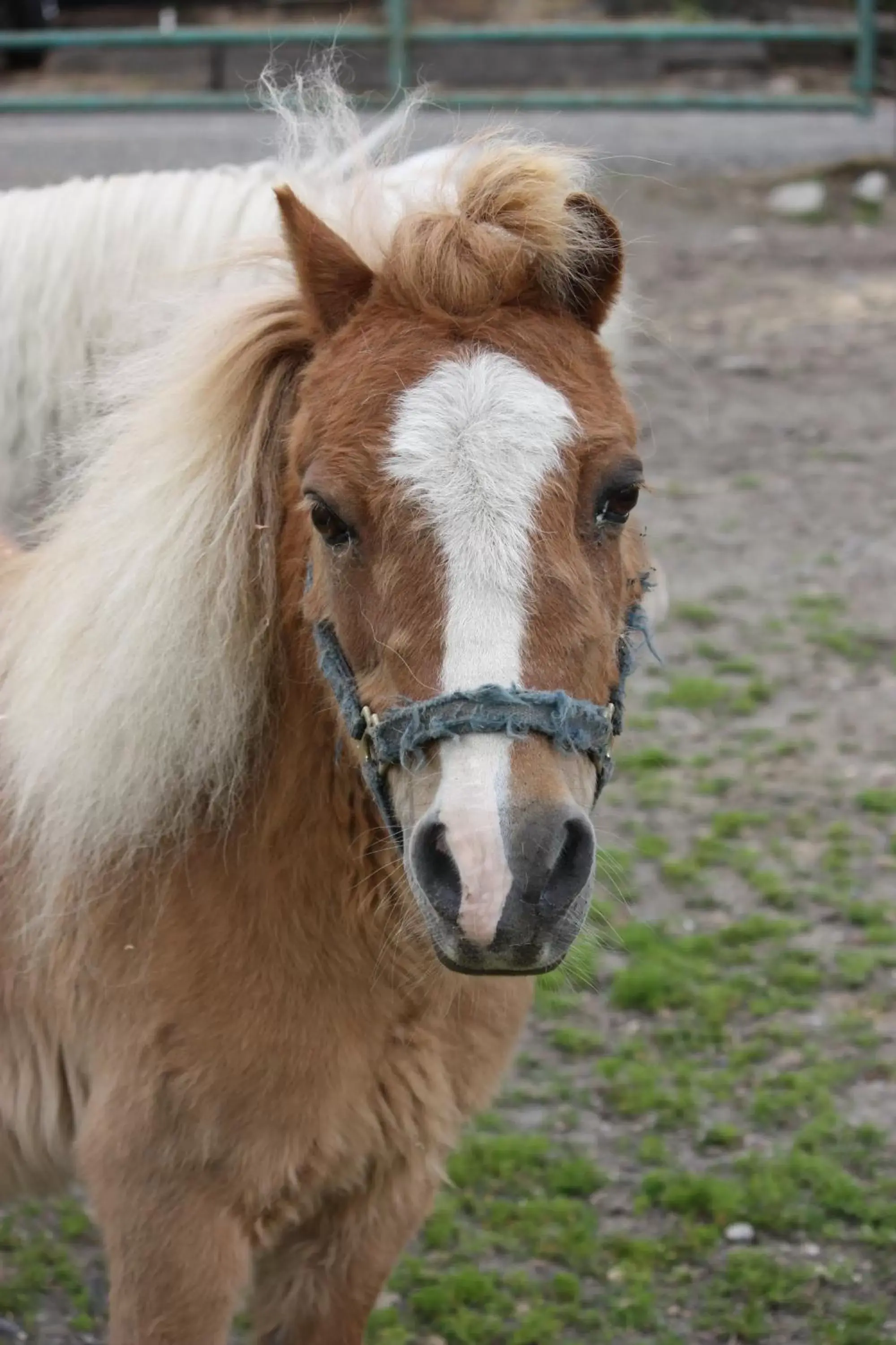 Animals, Other Animals in Wildwood Farm Bed & Breakfast