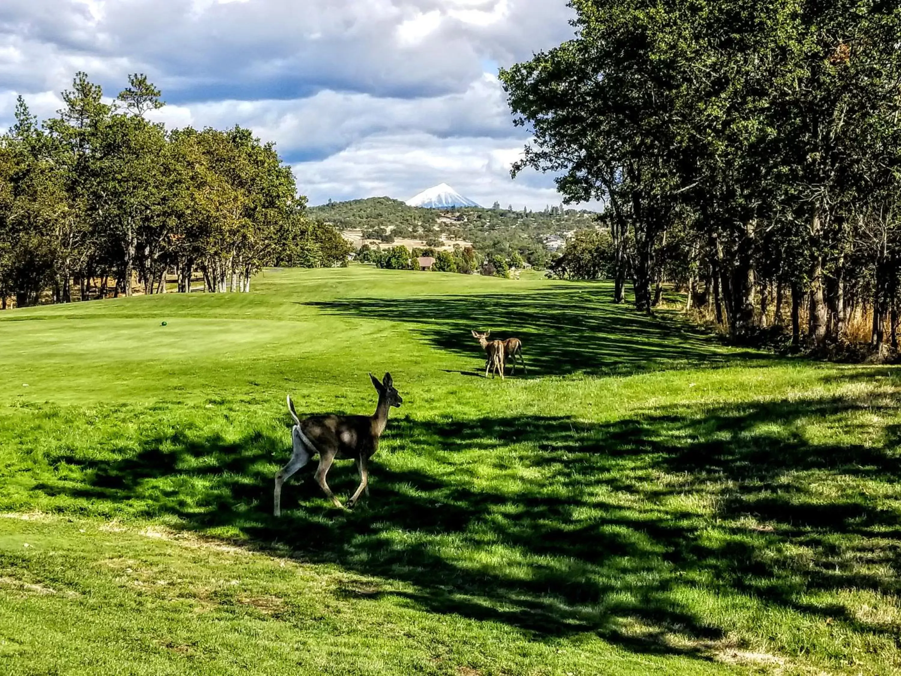 Pets in Resort at Eagle Point Golf Club Lodging