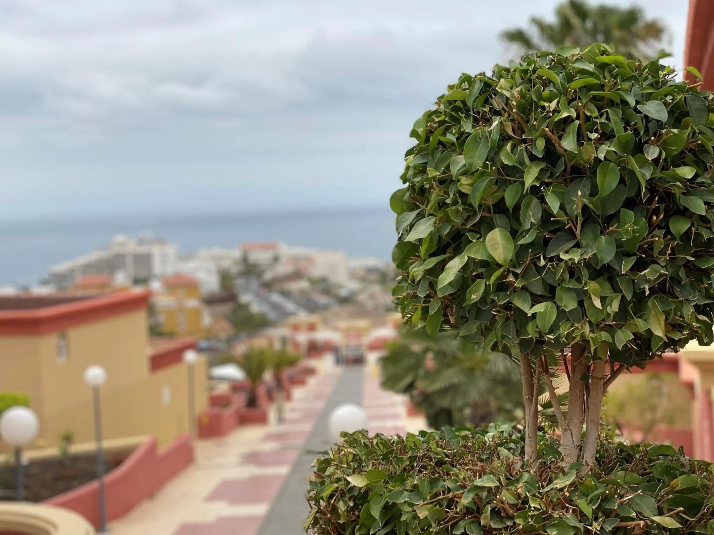 Garden in Laguna Park 2