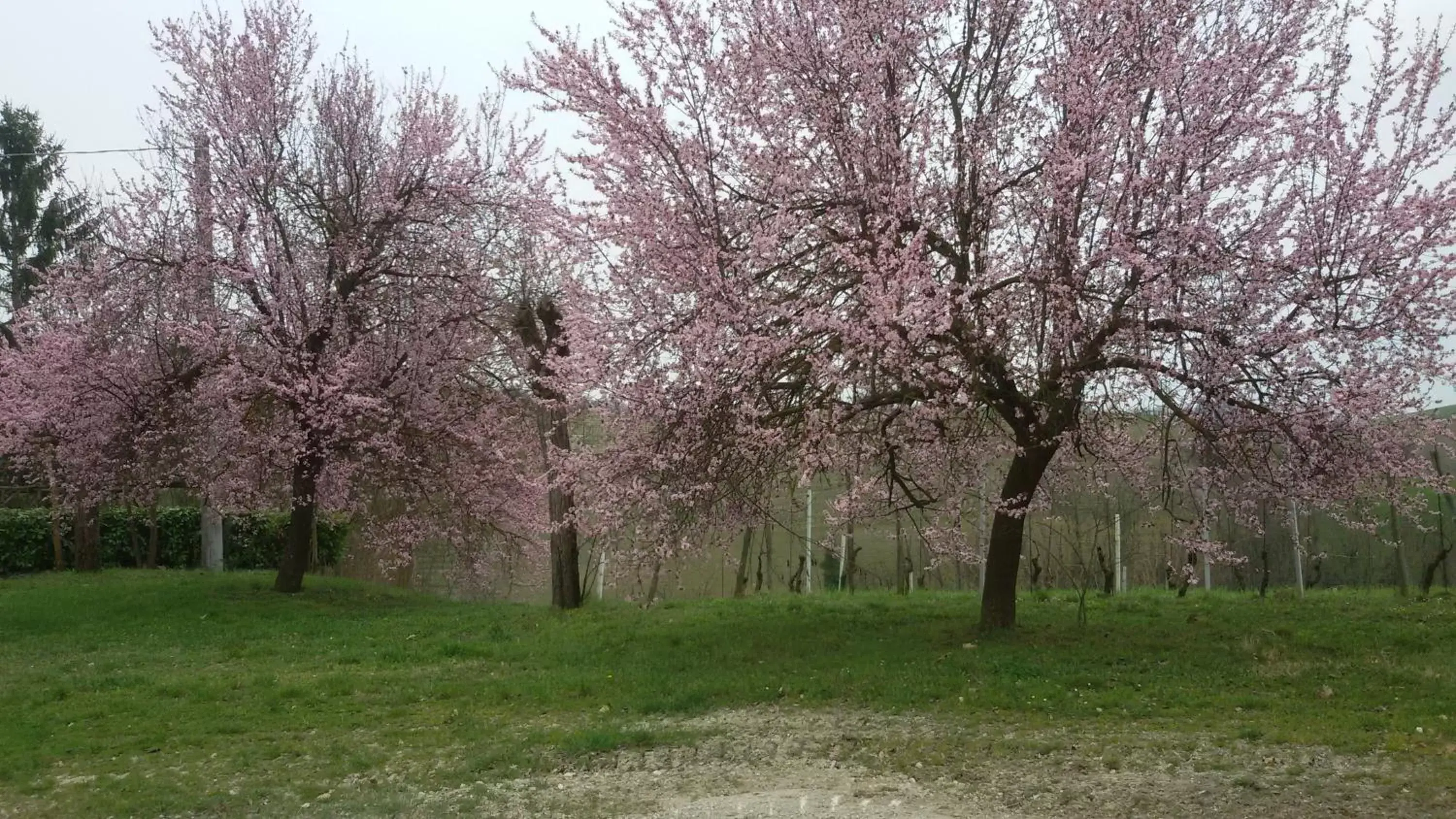 Natural landscape in Cascina Torello