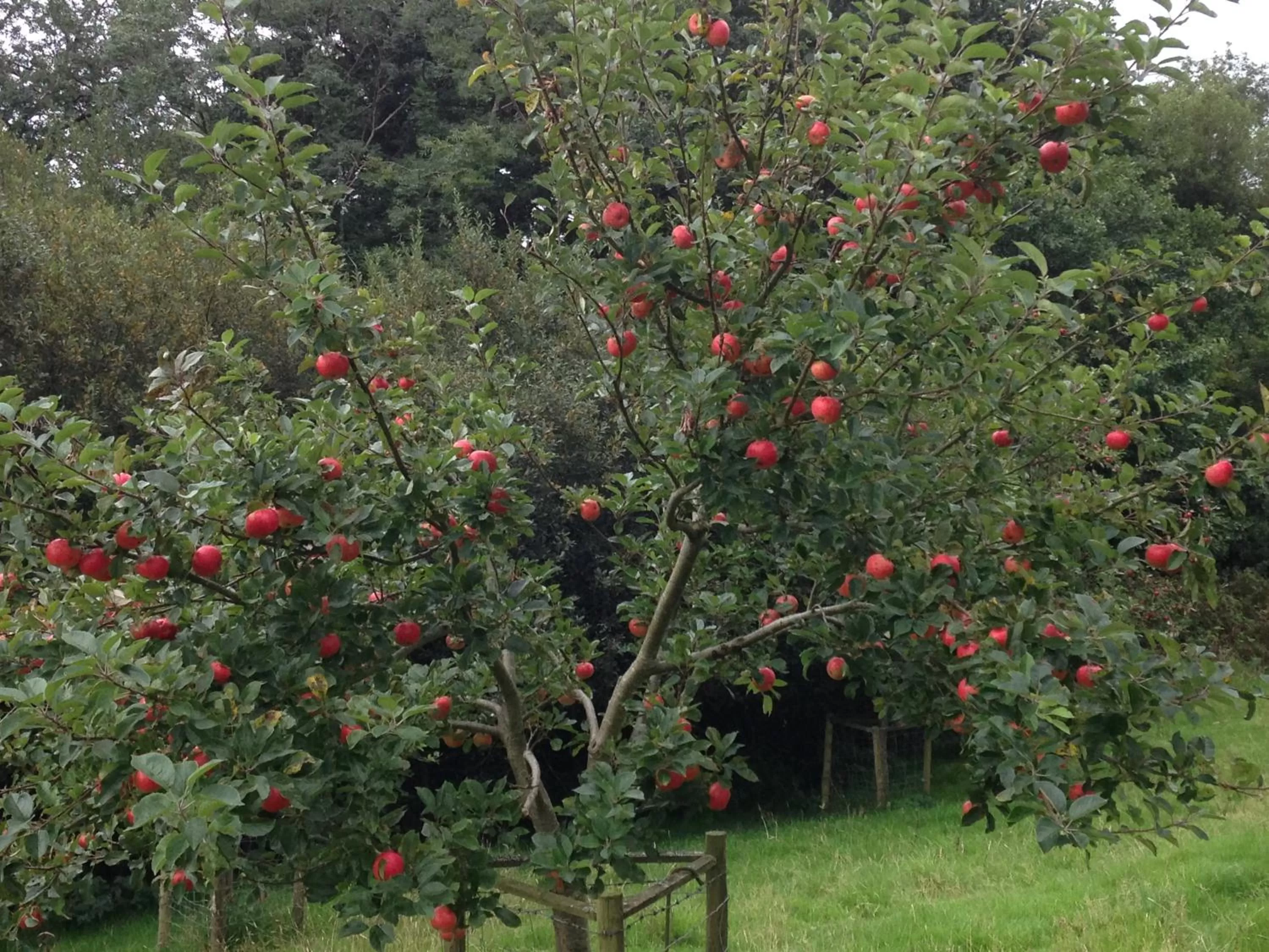 Garden in Lovaton Farmhouse