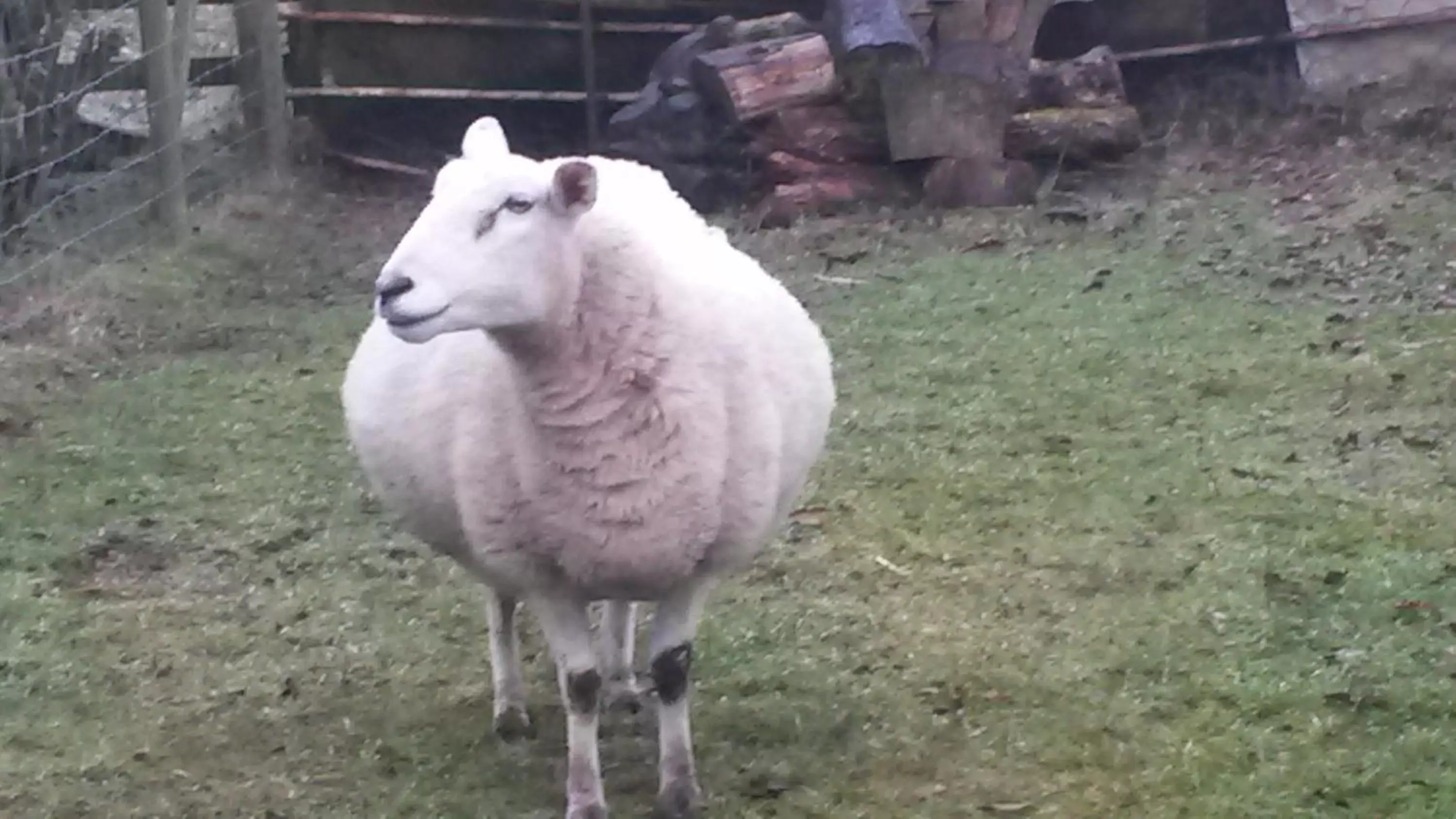 Pets, Other Animals in Green Bank Farmhouse