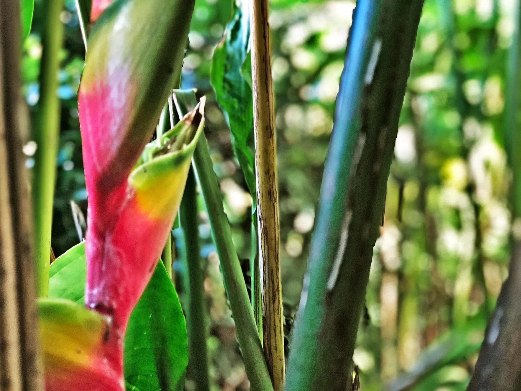 Garden in Hotel Pacande B&B