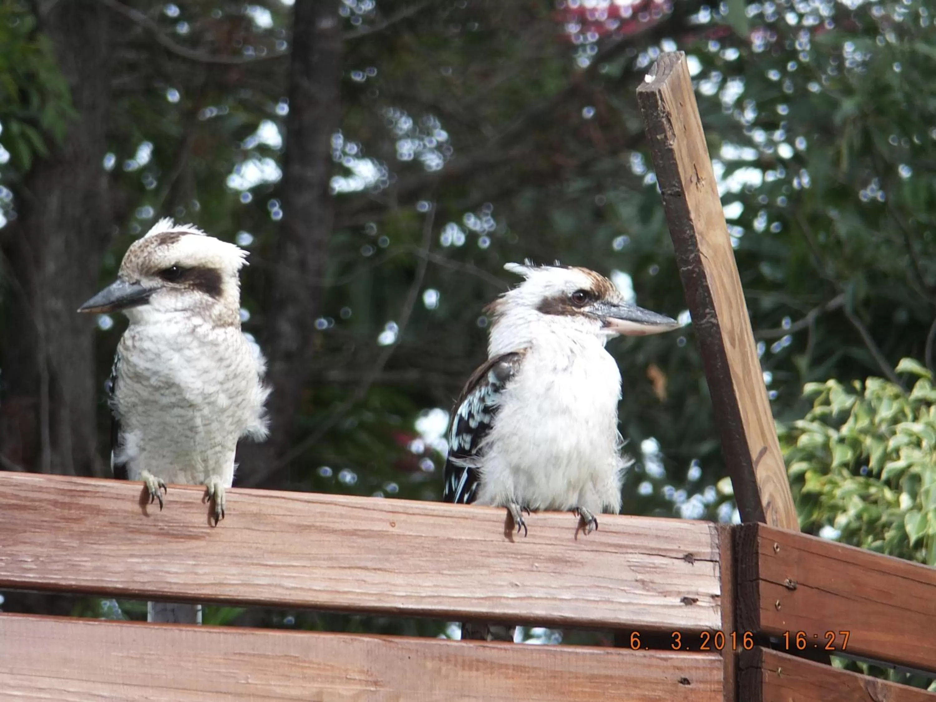 Garden in Torquay Terrace Bed & Breakfast