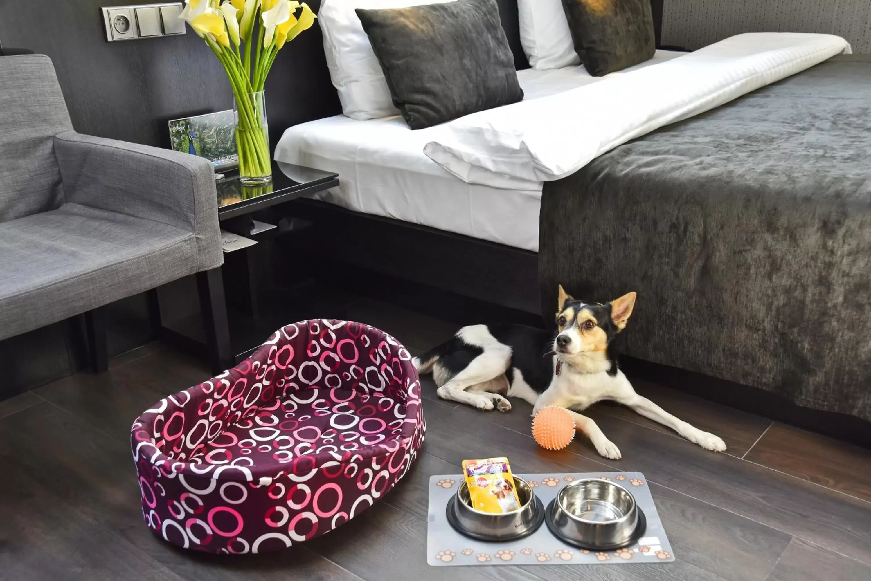 Pets, Bed in Ametyst Hotel Praha