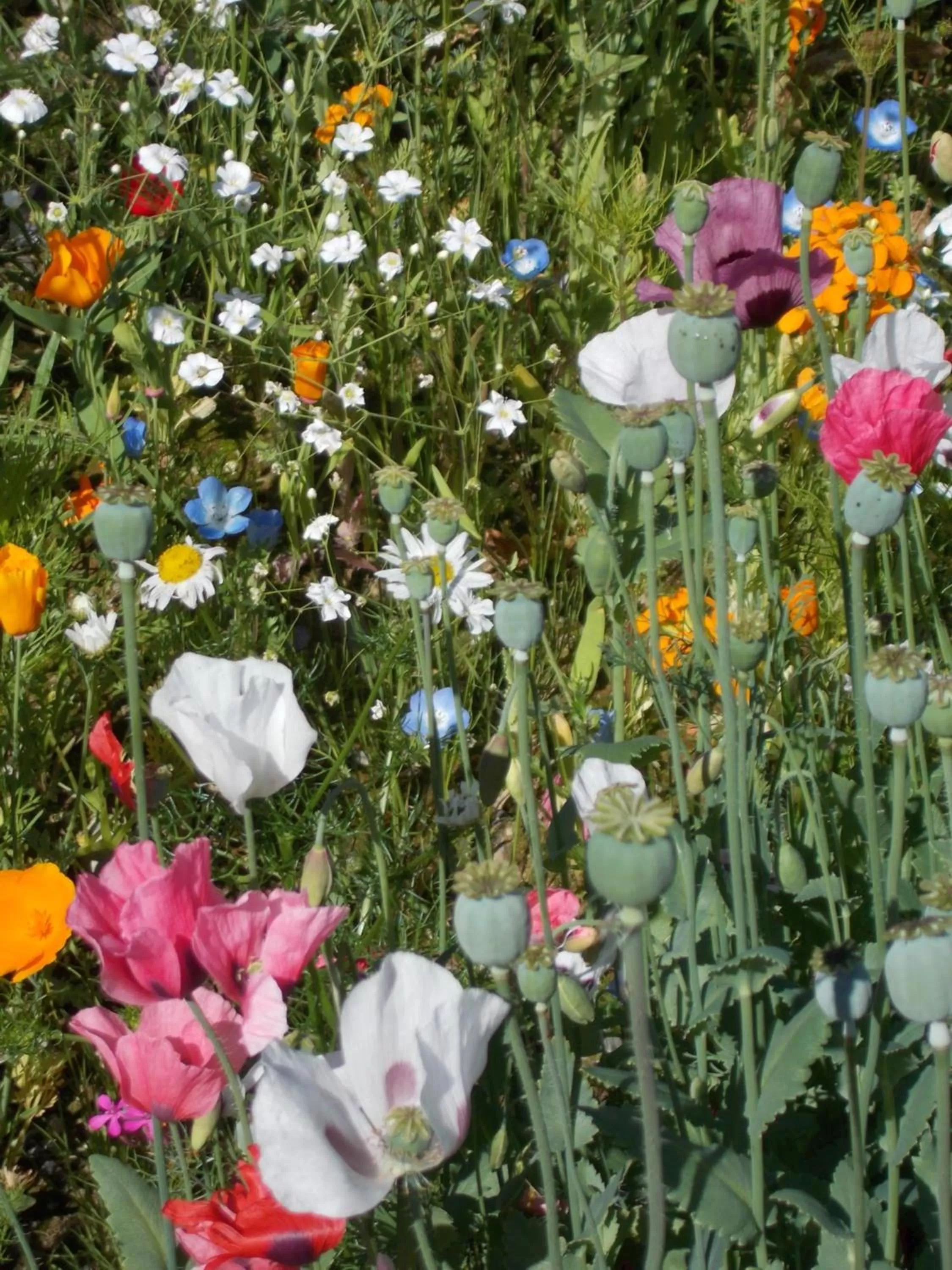 Garden in Alaska Chalet Bed & Breakfast