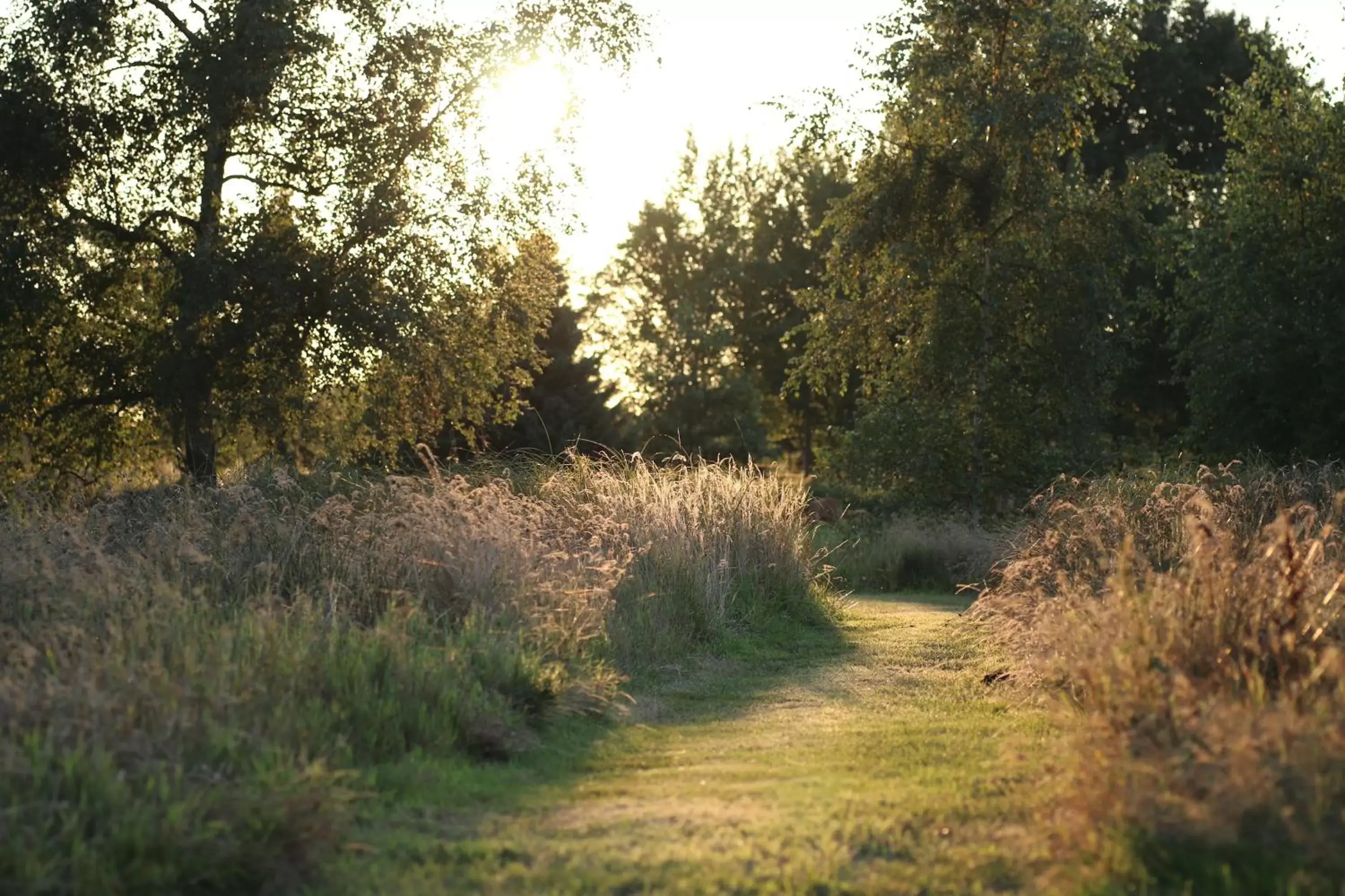 Garden in Buntes Moor