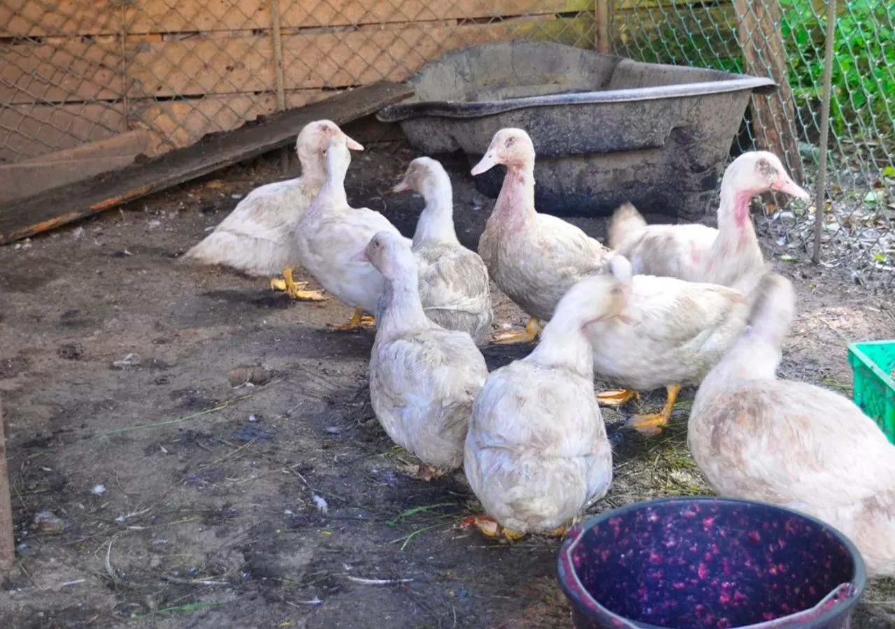 Animals in Ziołowa Dolina