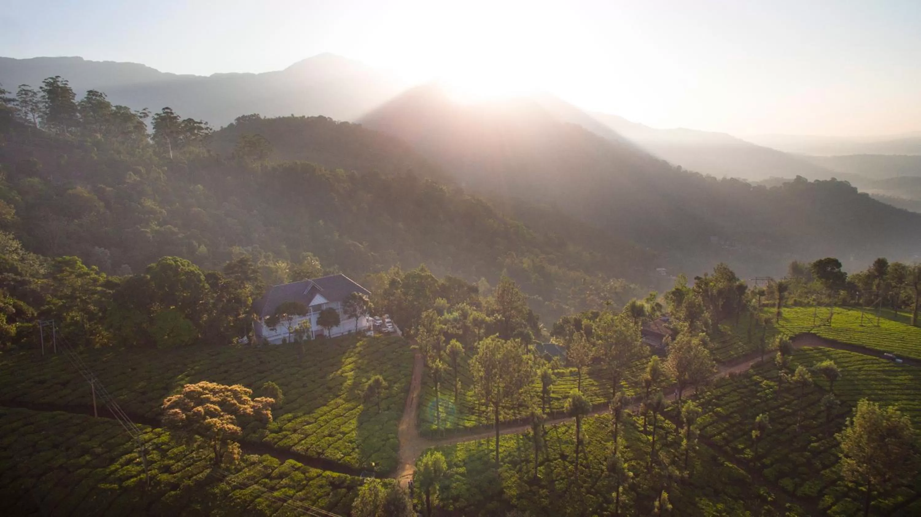 Natural landscape in Tea Harvester