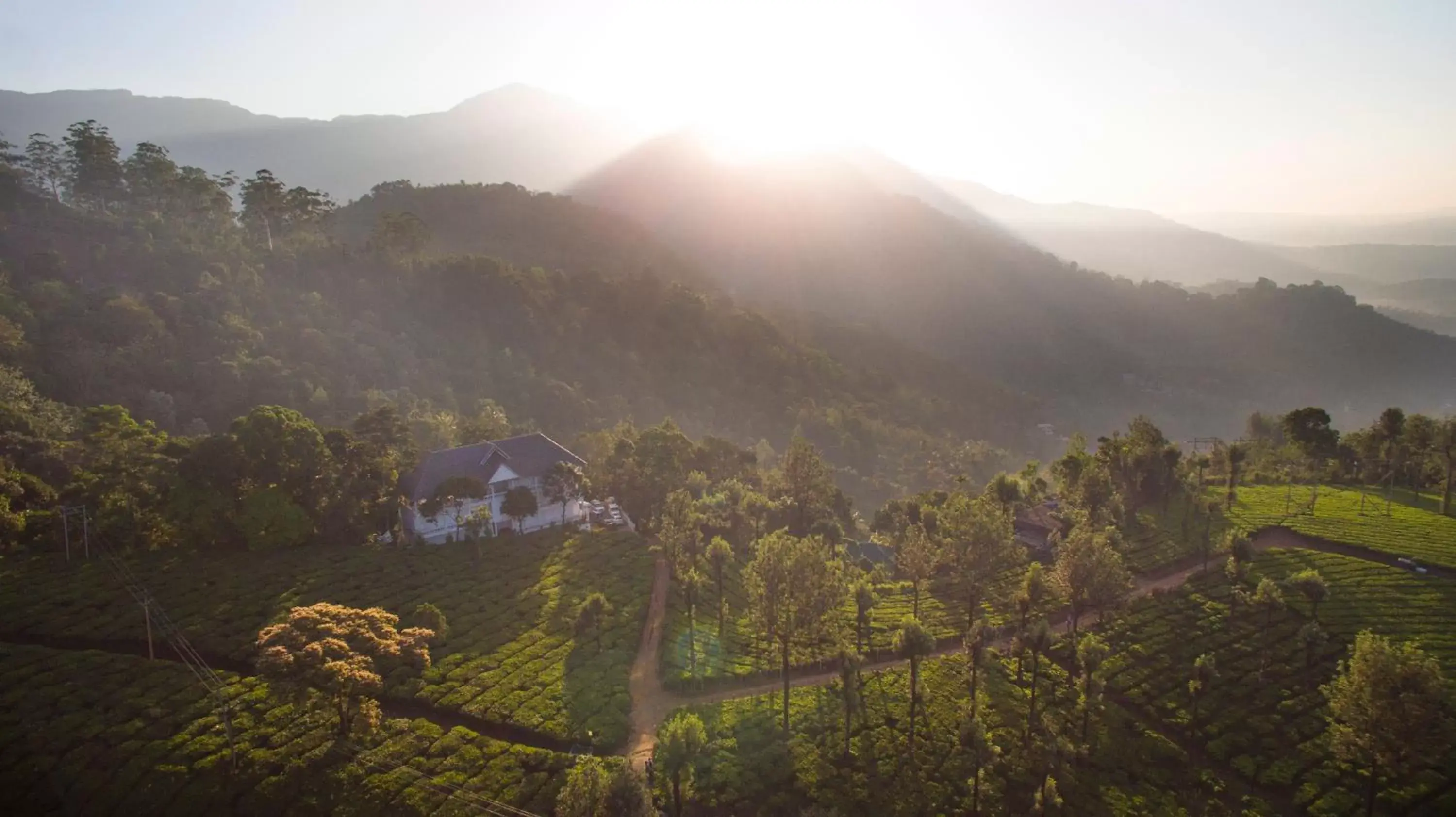 Natural landscape, Mountain View in Tea Harvester