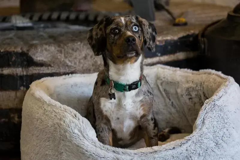 Pets in Haselbury Mill