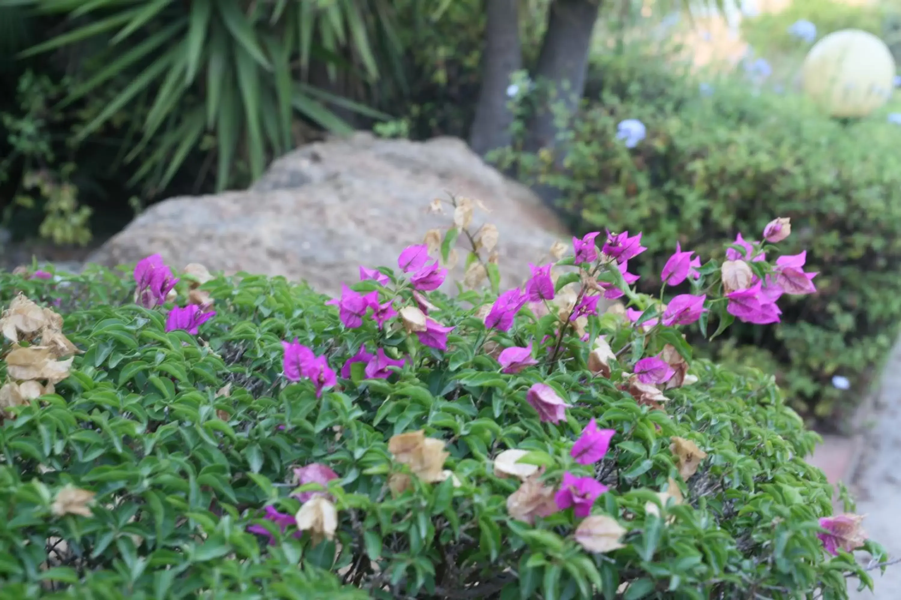 Garden view, Garden in Villa Carlotta Resort