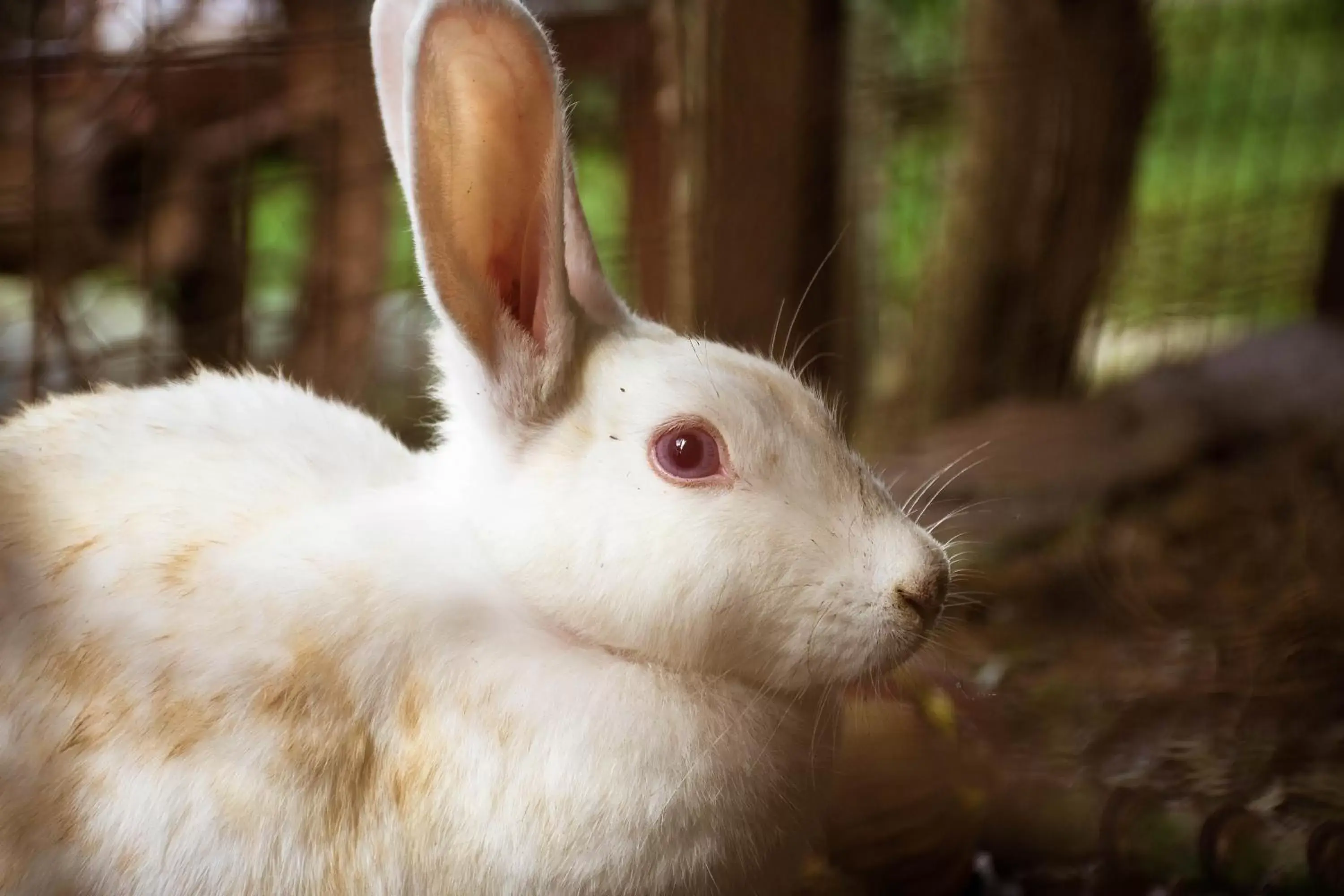 Pets, Other Animals in Zawadi House Lodge