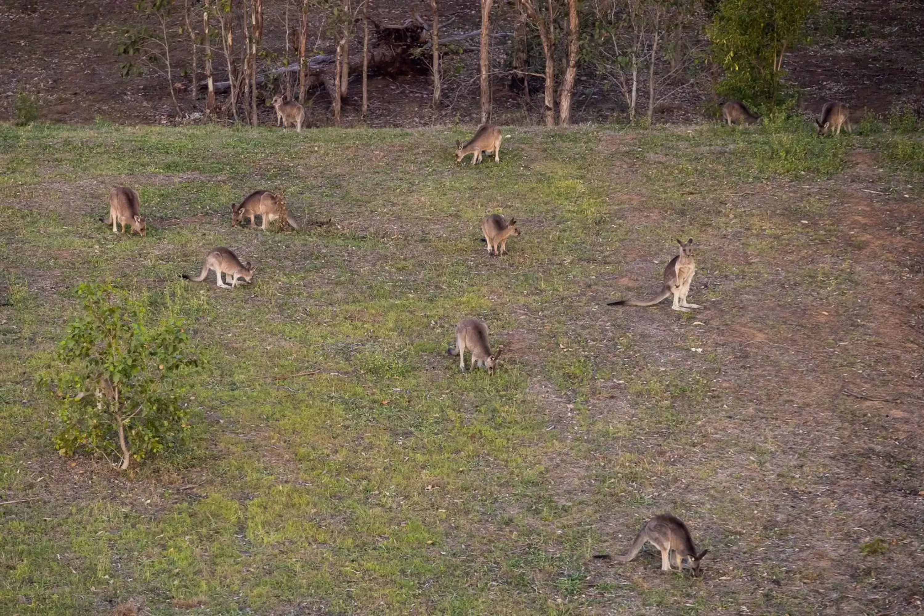 Other, Other Animals in Holiday Inn Sydney St Marys, an IHG Hotel