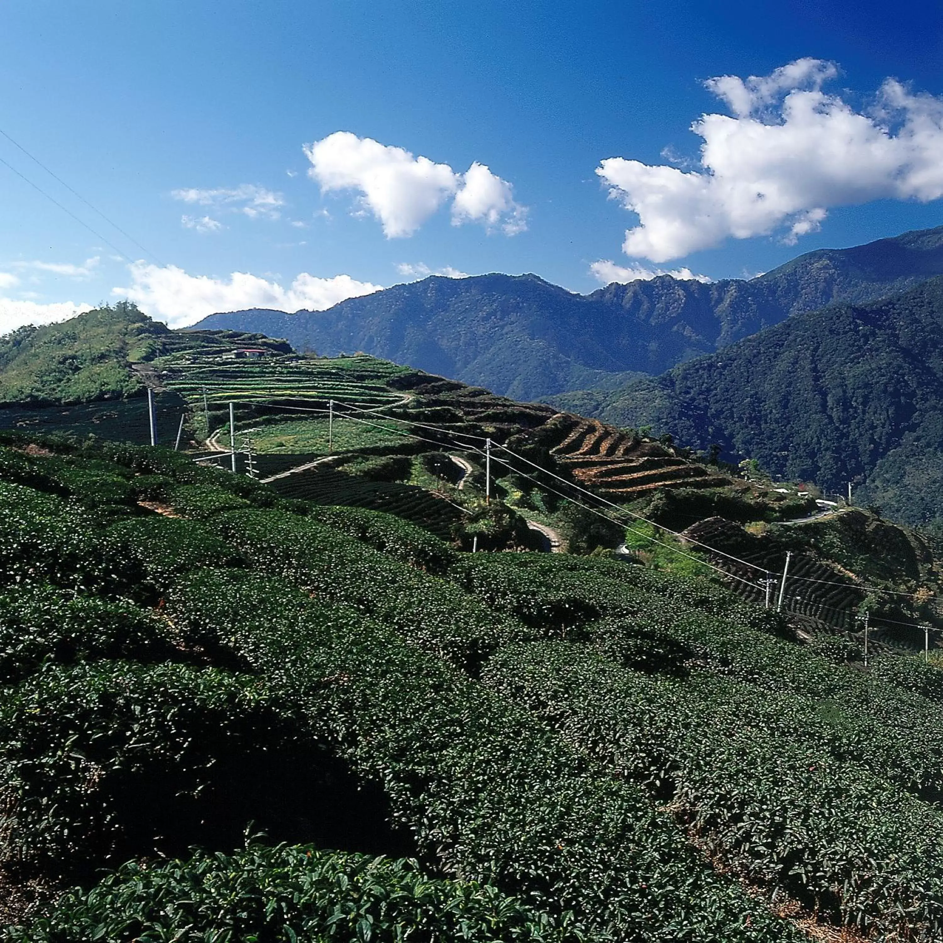 Day, Natural Landscape in Ginkgo Hotel