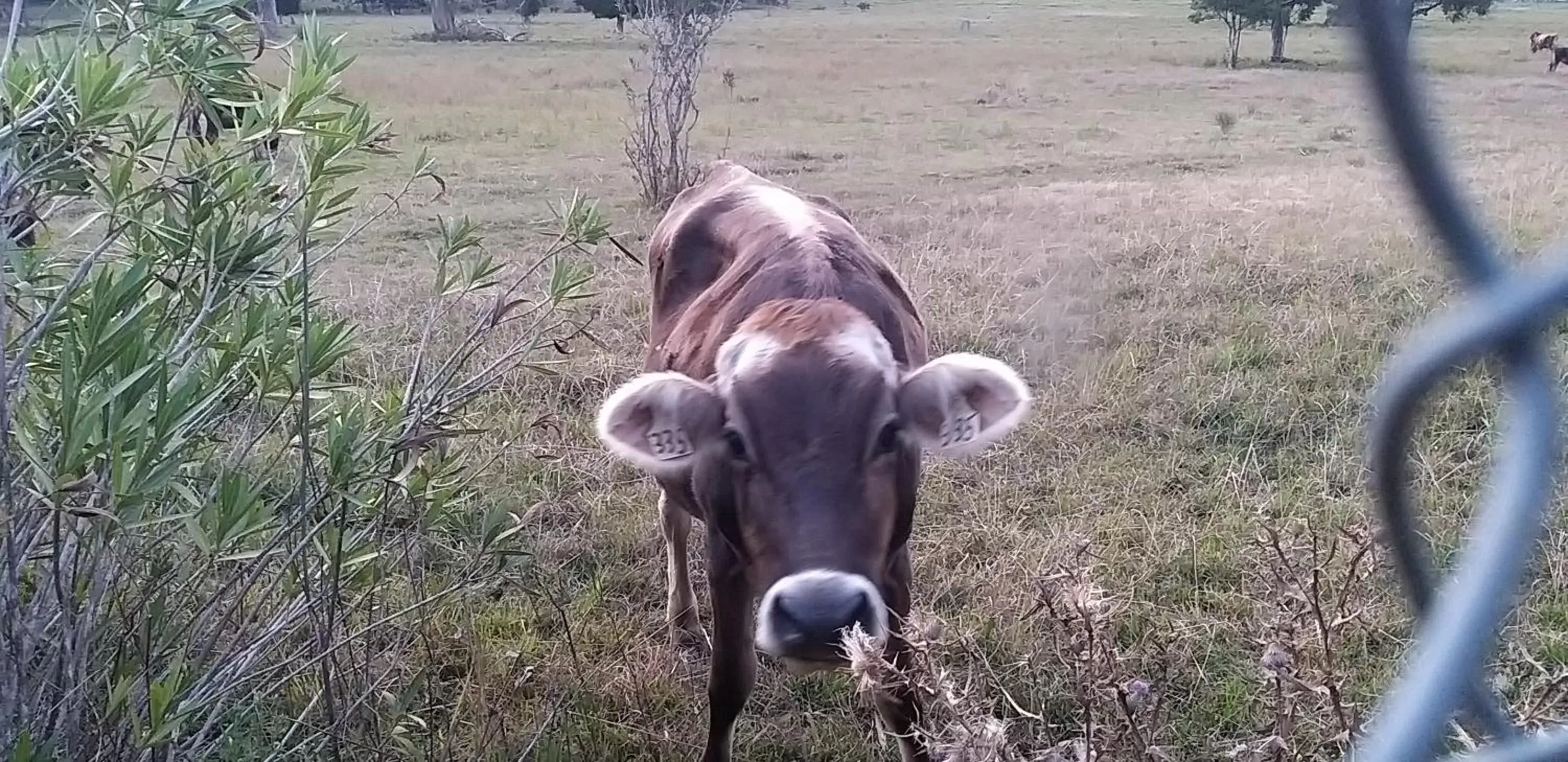 Other Animals in Taree Country Motel