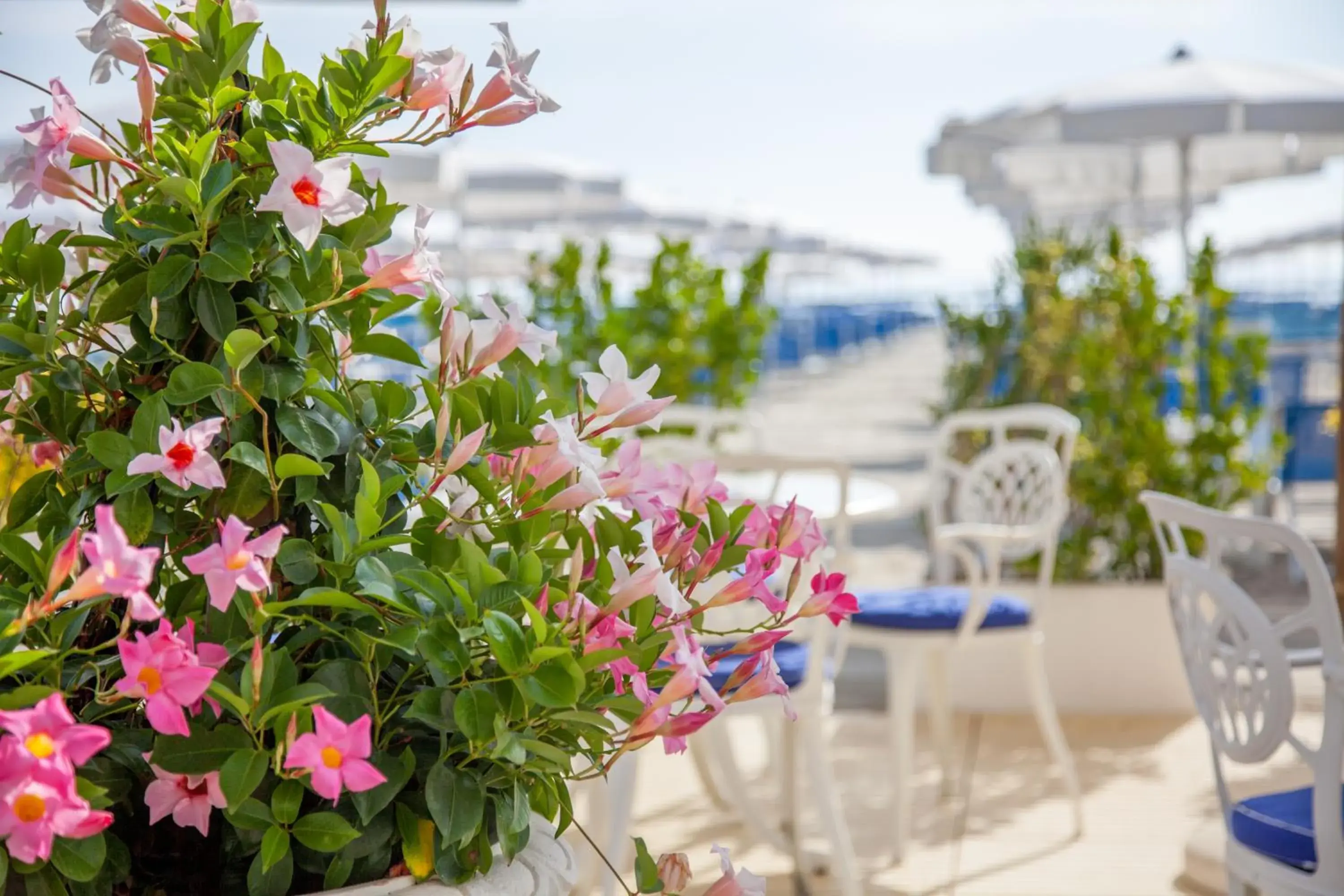 Beach in Hotel Aurelia