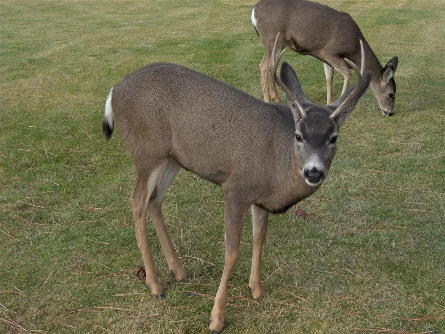 Animals, Other Animals in Best Western Ponderosa Lodge