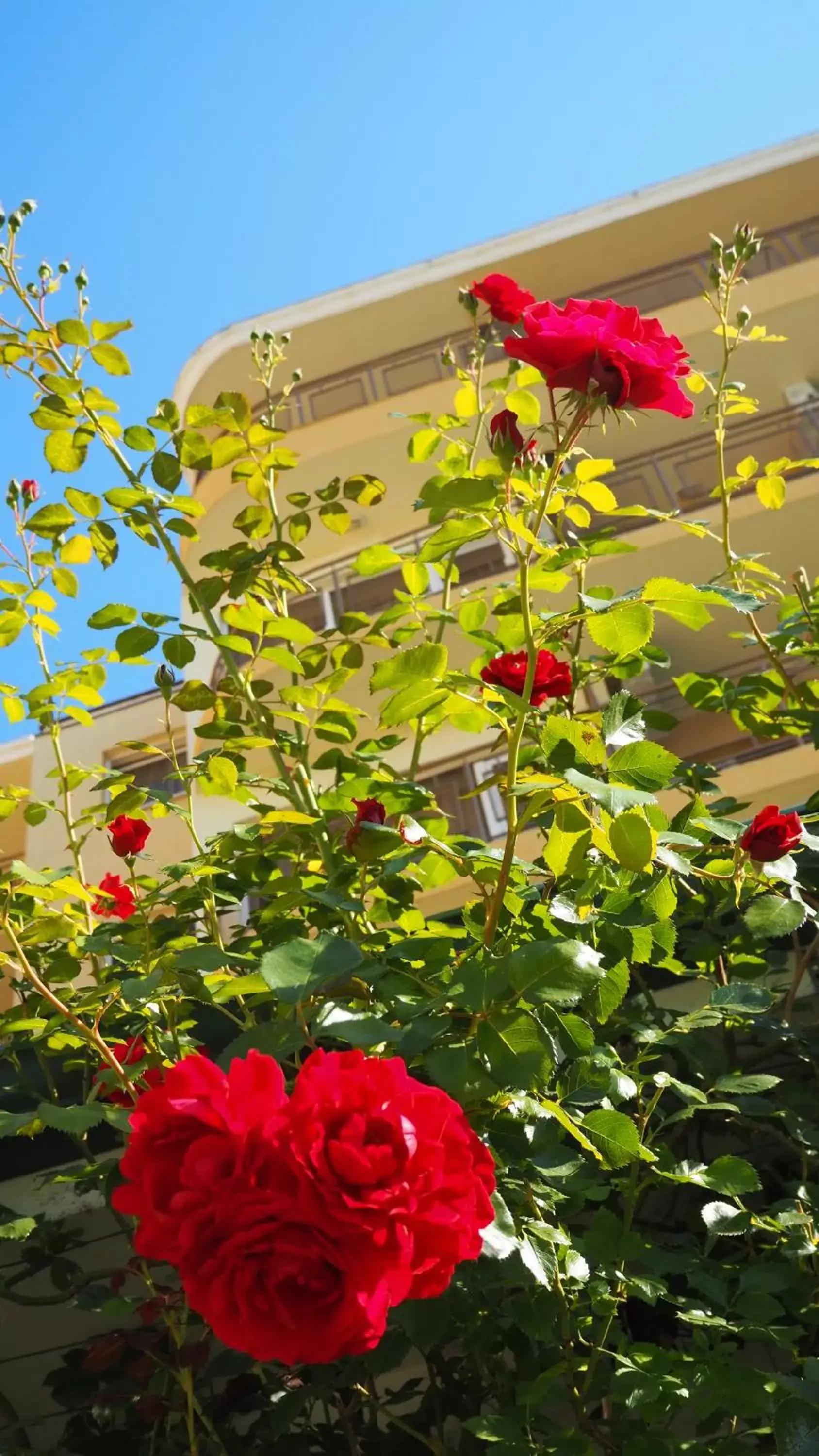 Garden, Property Building in Joya Park Hotel