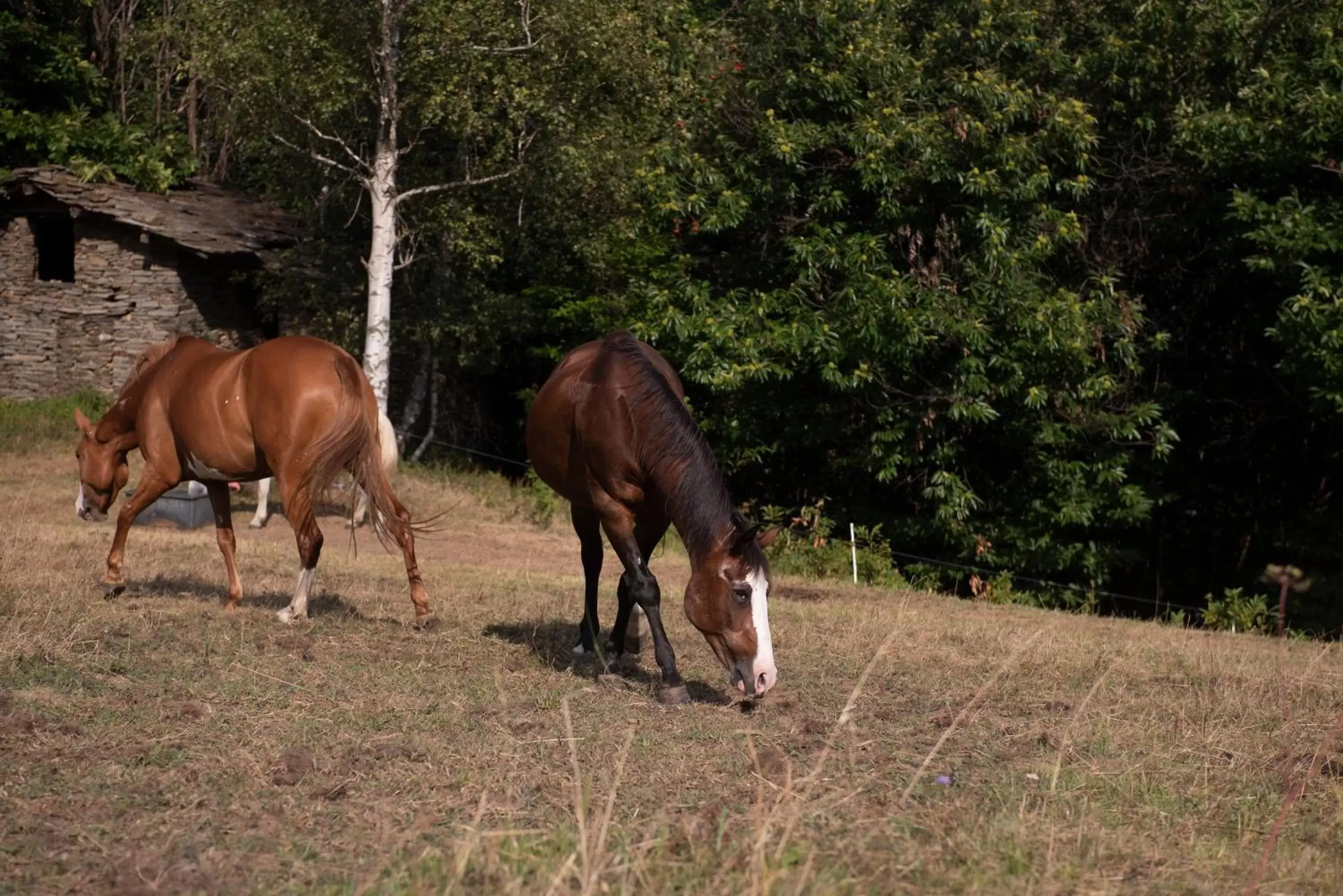 Animals, Other Animals in Agribenessere Agli Abatti