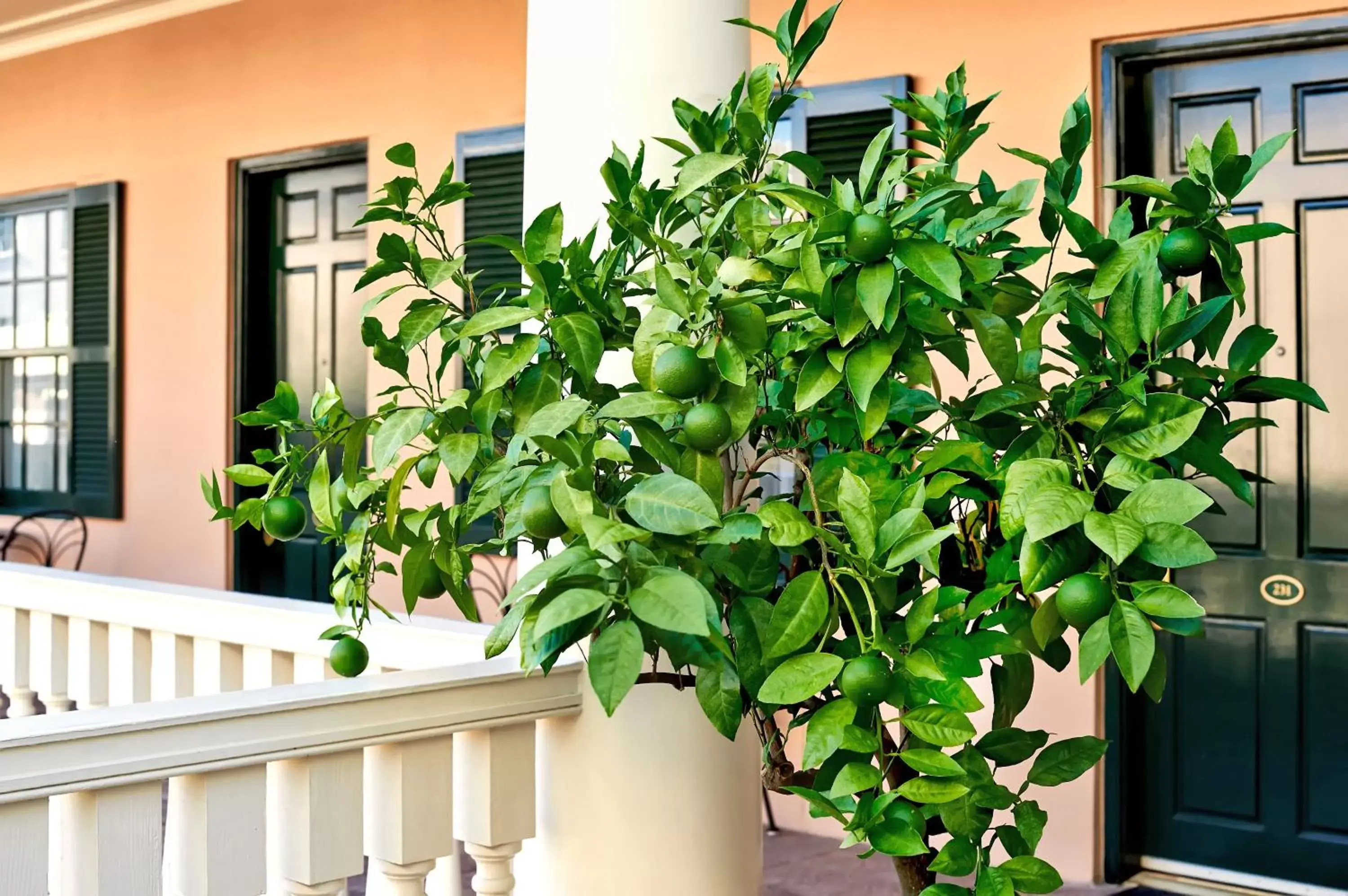 Balcony/Terrace in Planters Inn - Charleston