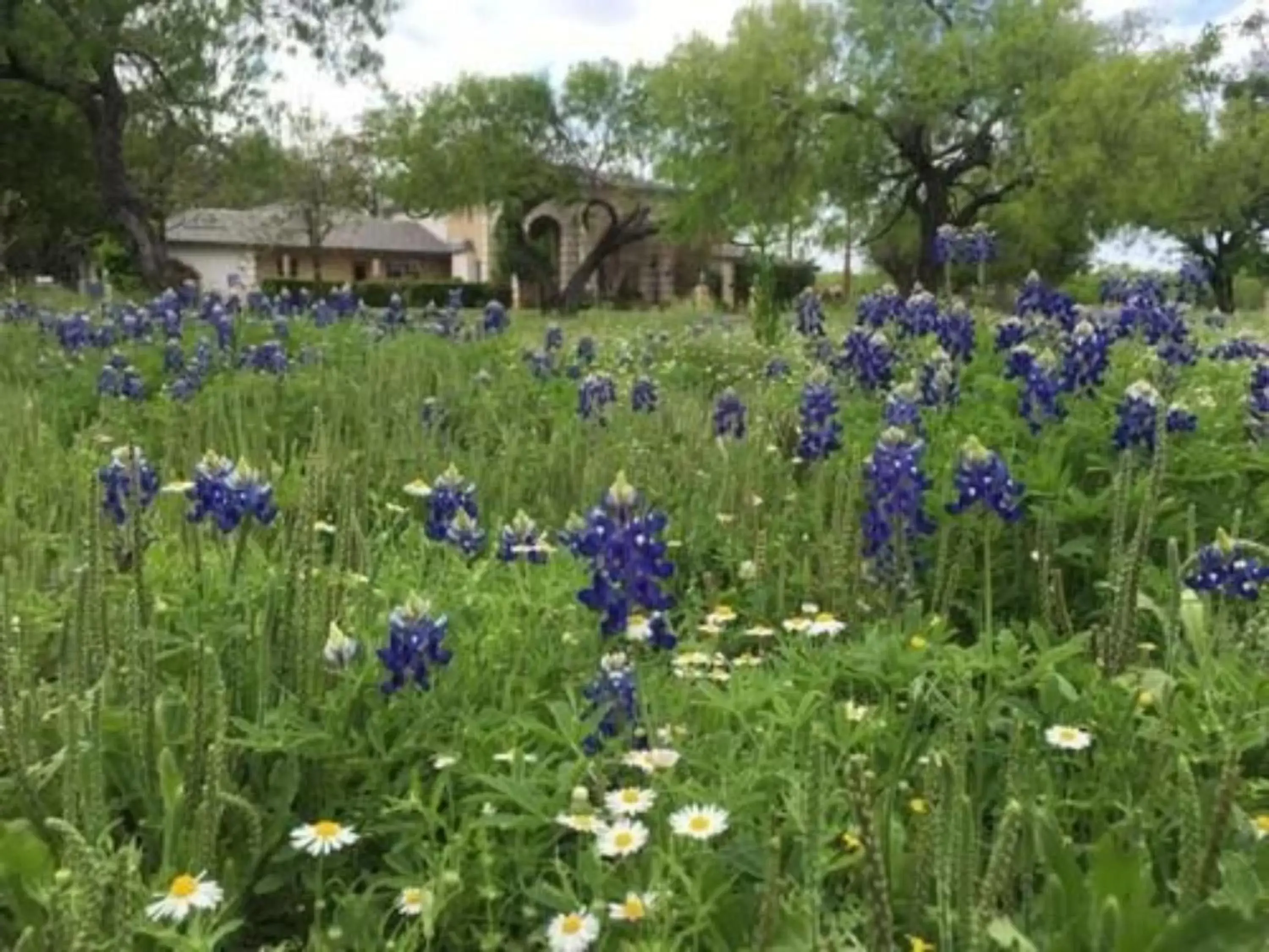 Other, Garden in Live Oaks Bed and Breakfast