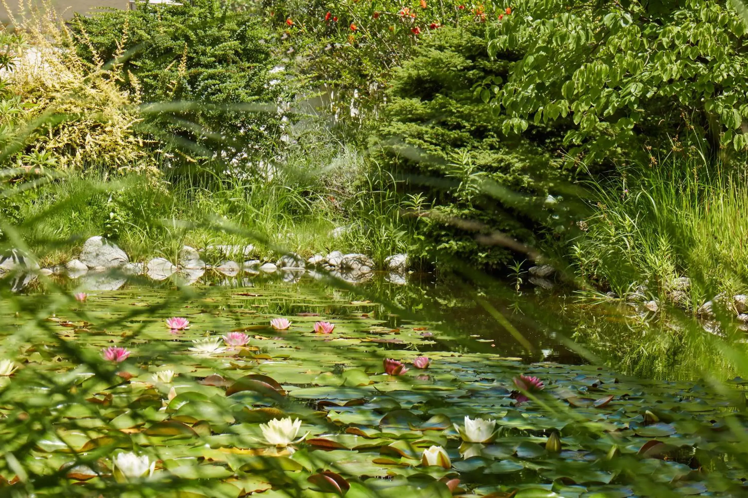 Garden in Hotel Sonnenhof