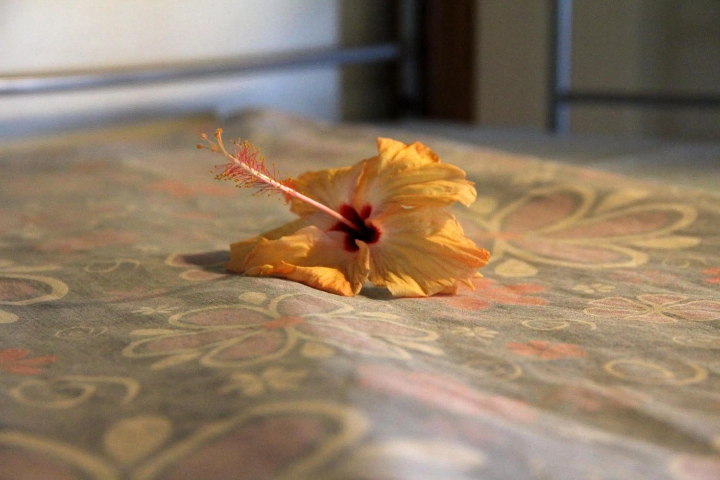 Bed in Bamboo Backpackers