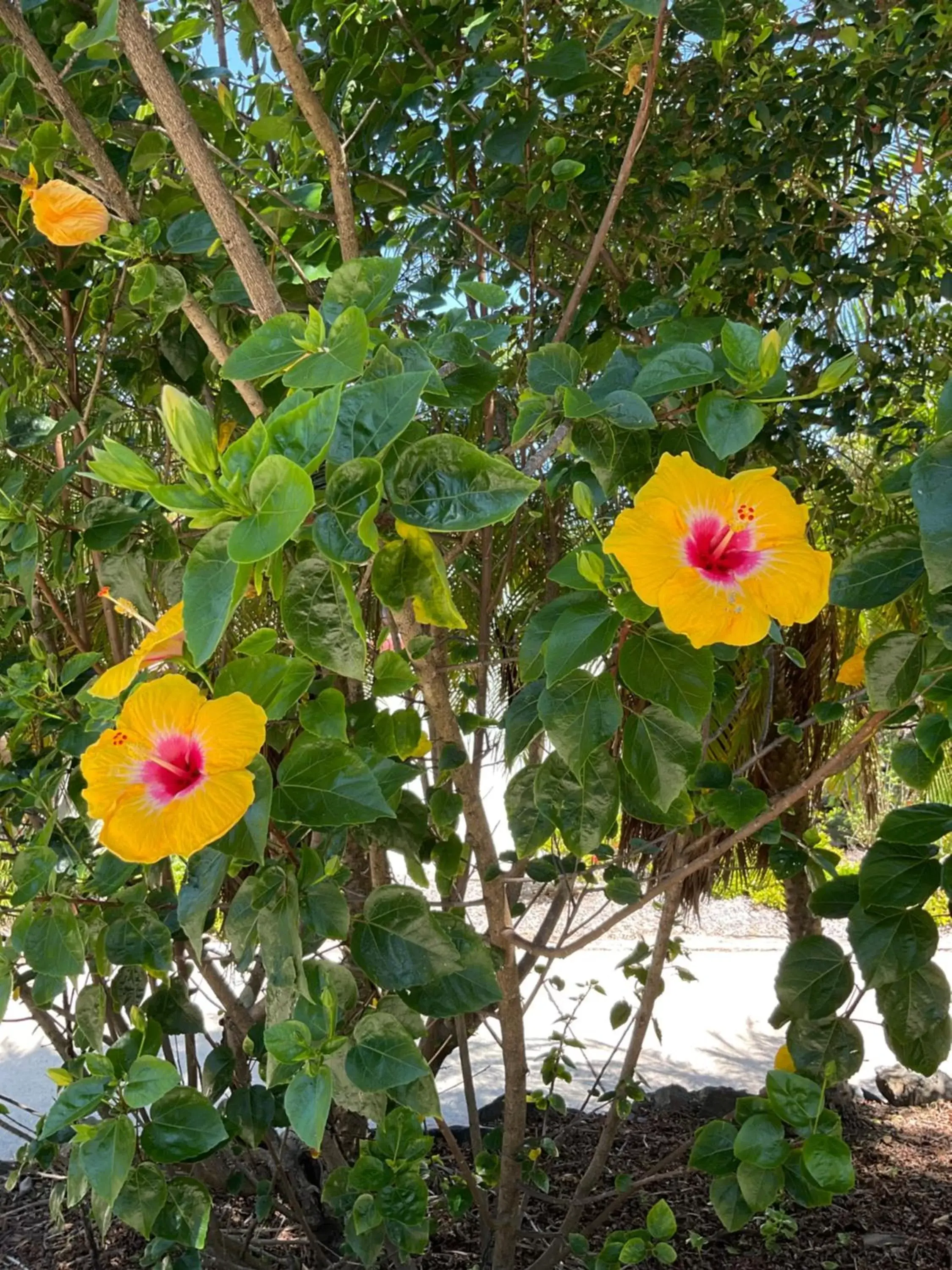 Garden in Private Suite Nautilus Beach Front Resort