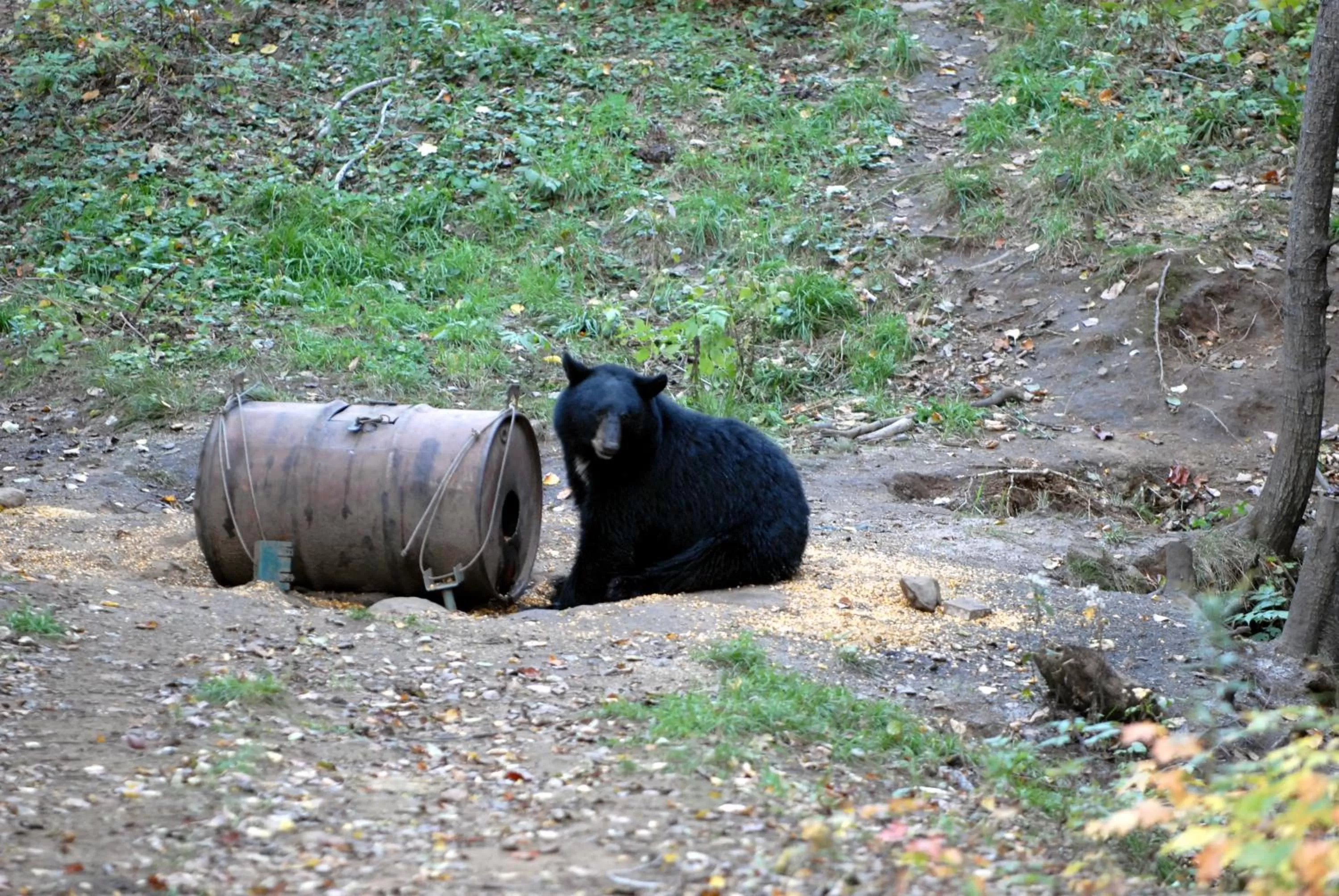 Animals in Sacacomie Hôtel et Spa