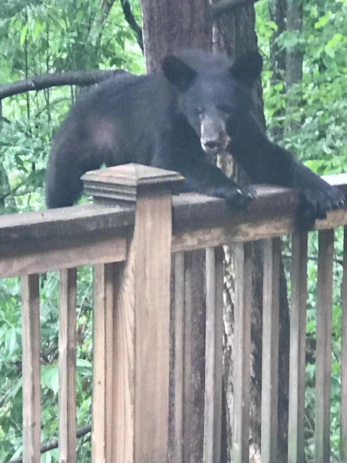 Animals, Other Animals in Lazy Bear Lodge