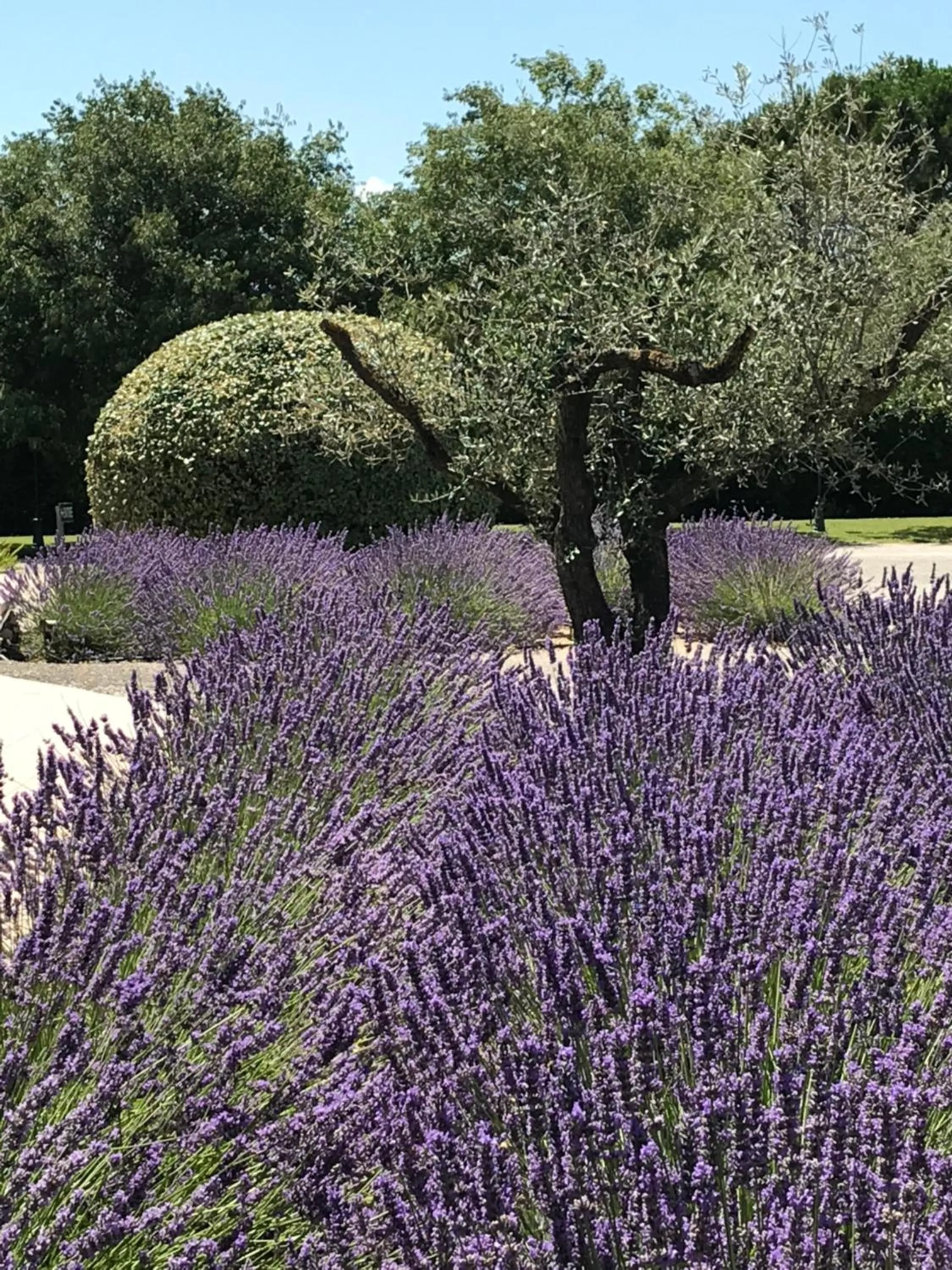Garden in Mas De La Senancole & Spa