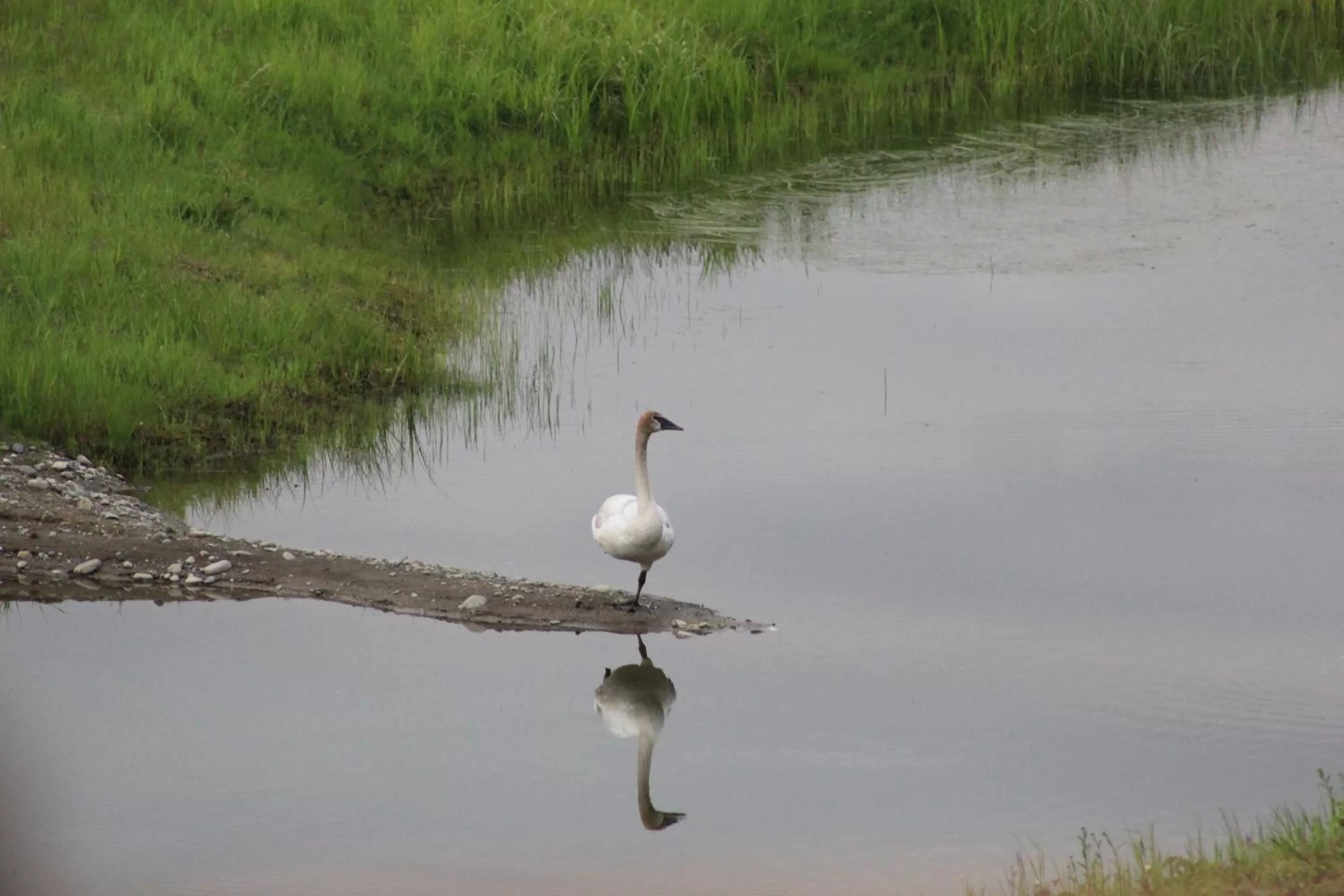 Animals, Other Animals in McKinley View B&B