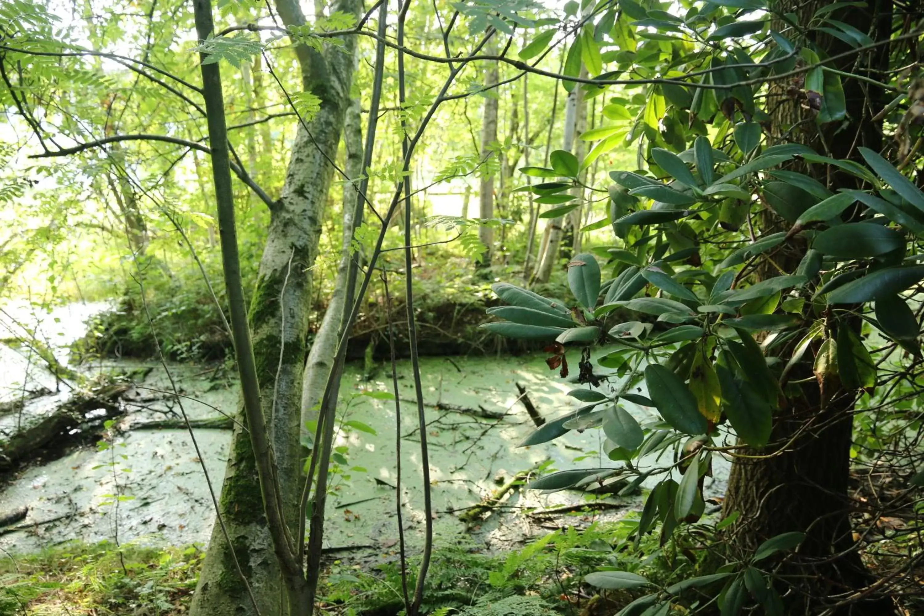 Garden in Buntes Moor