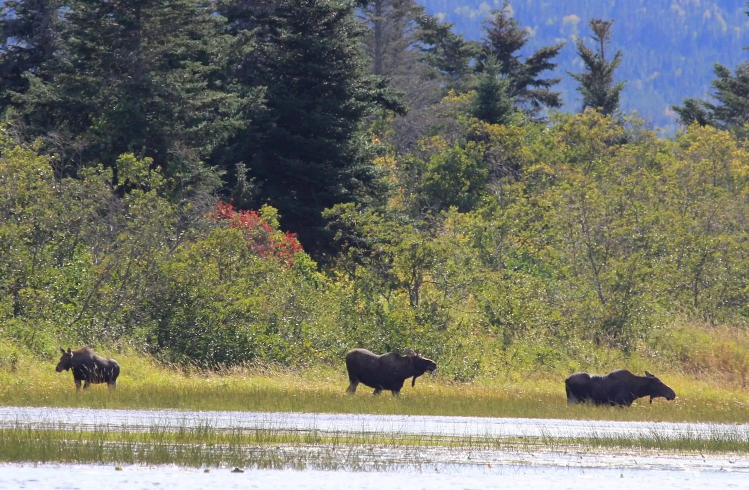 Area and facilities, Other Animals in Holiday Inn Express Deer Lake, an IHG Hotel