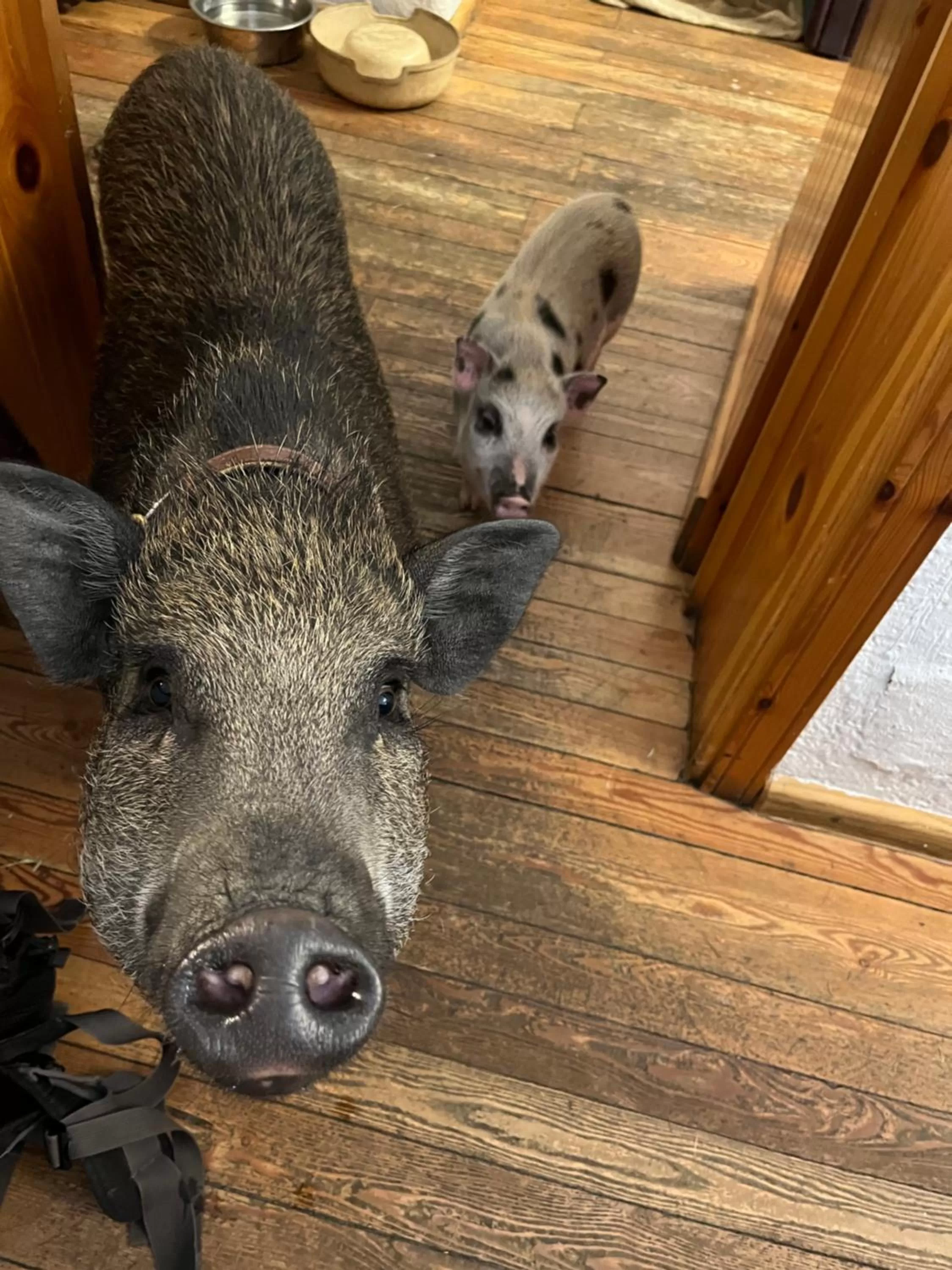 Lobby or reception in Hotel La Grange - Animal Chic Hotel