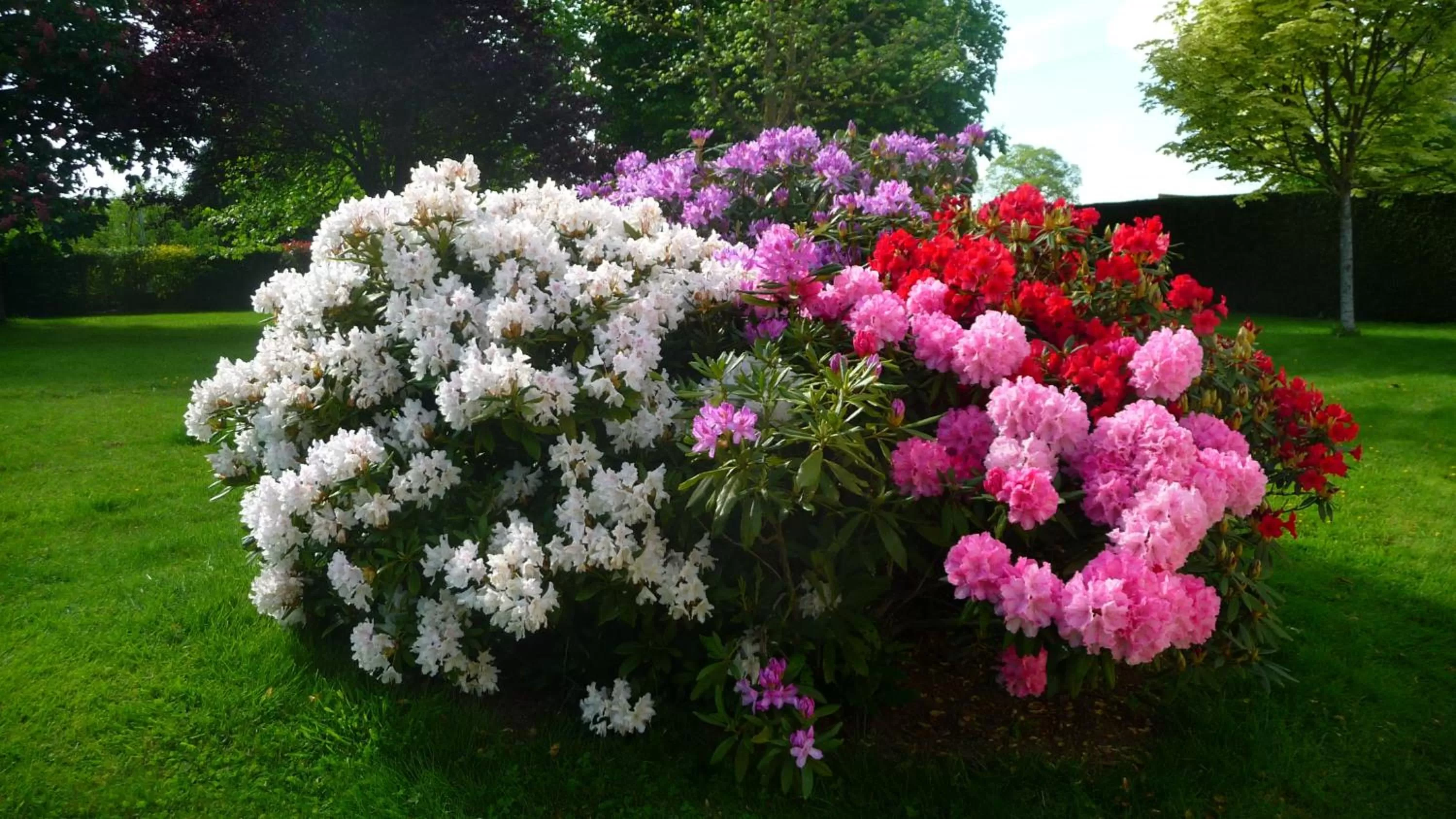 Garden in Chambres d'hôtes Le Bas Rassinoux