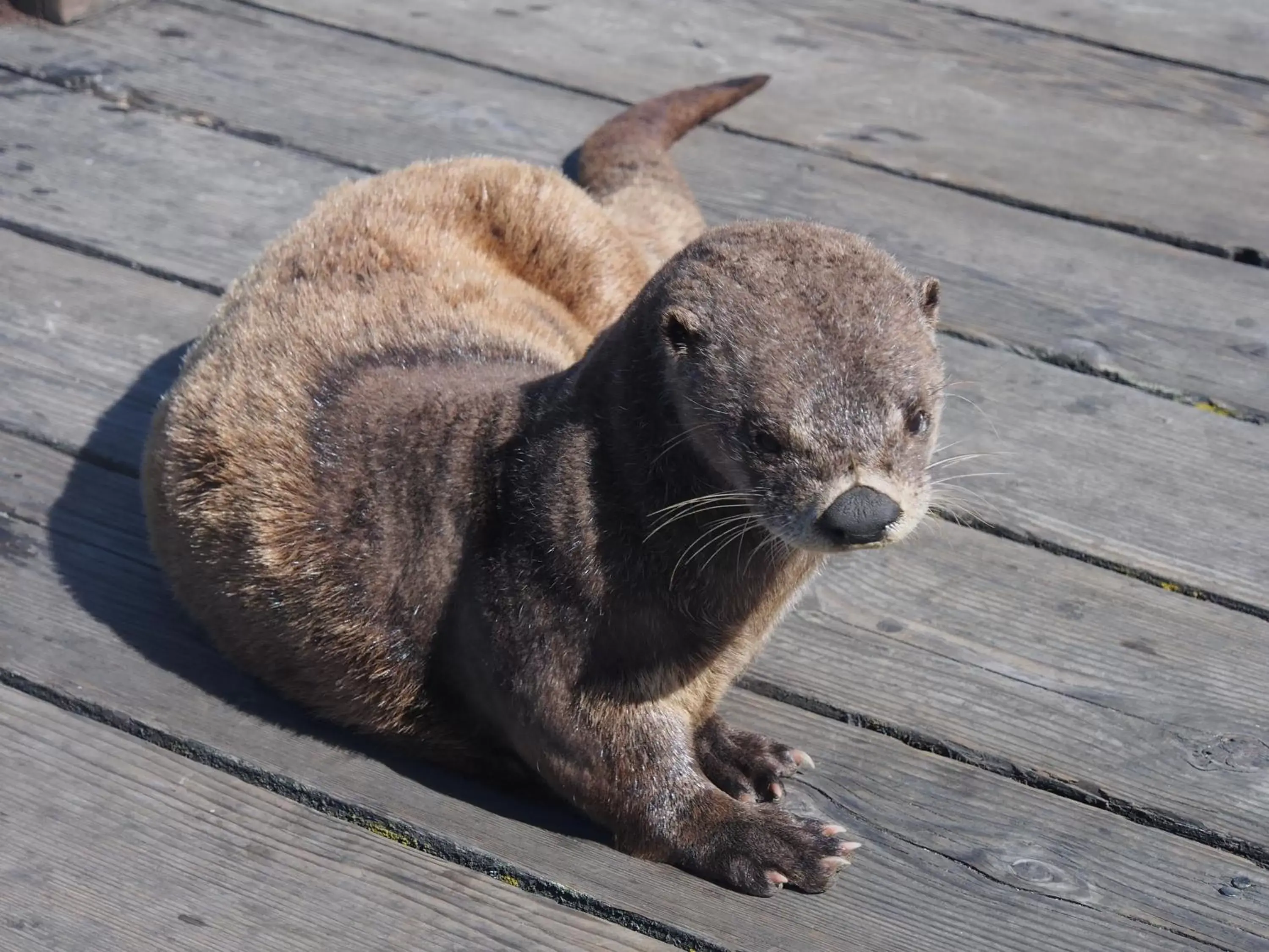 Other, Other Animals in Otter's Pond Bed and Breakfast