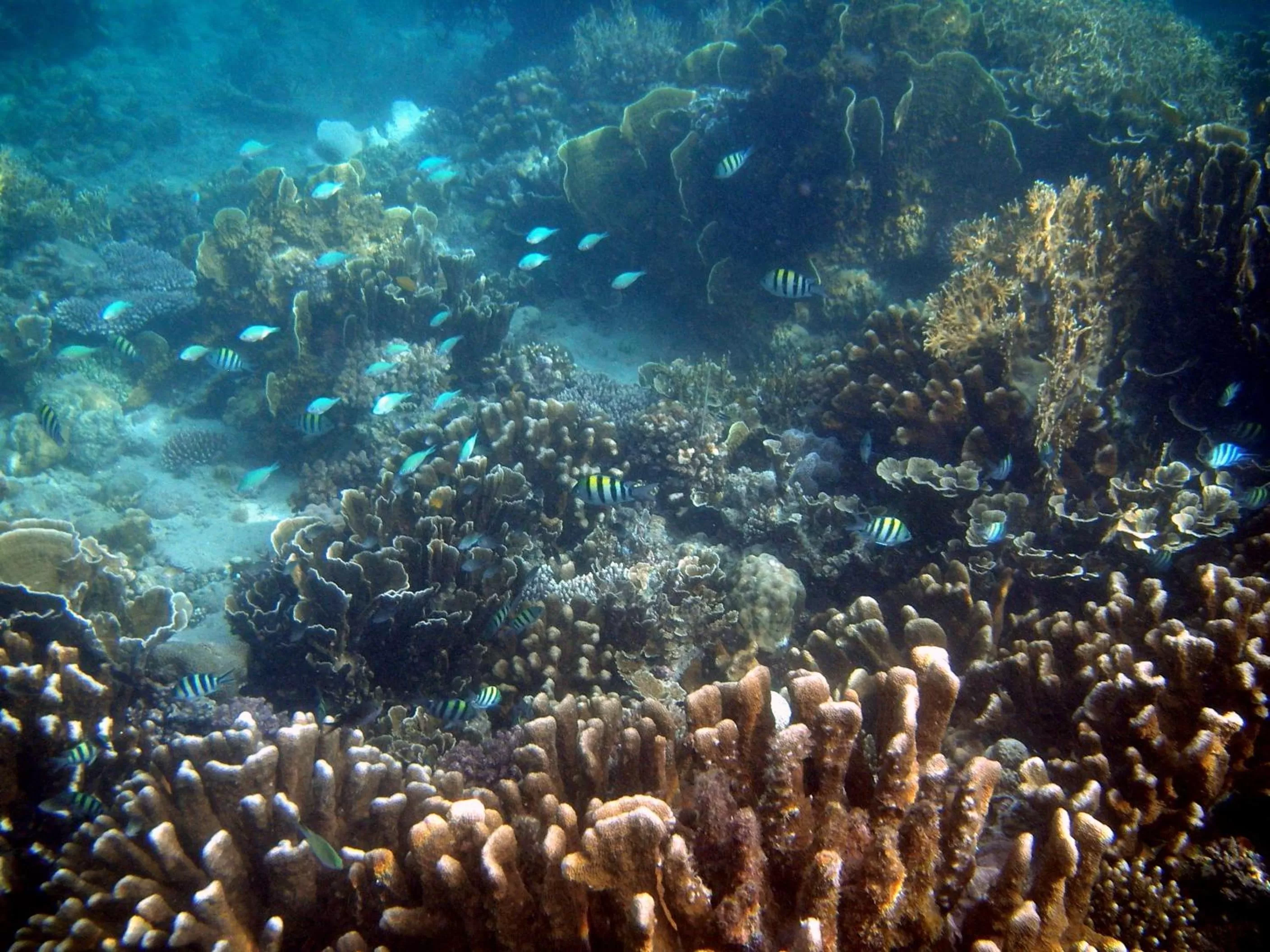 Natural landscape in MLK Bamboo Beachhouse