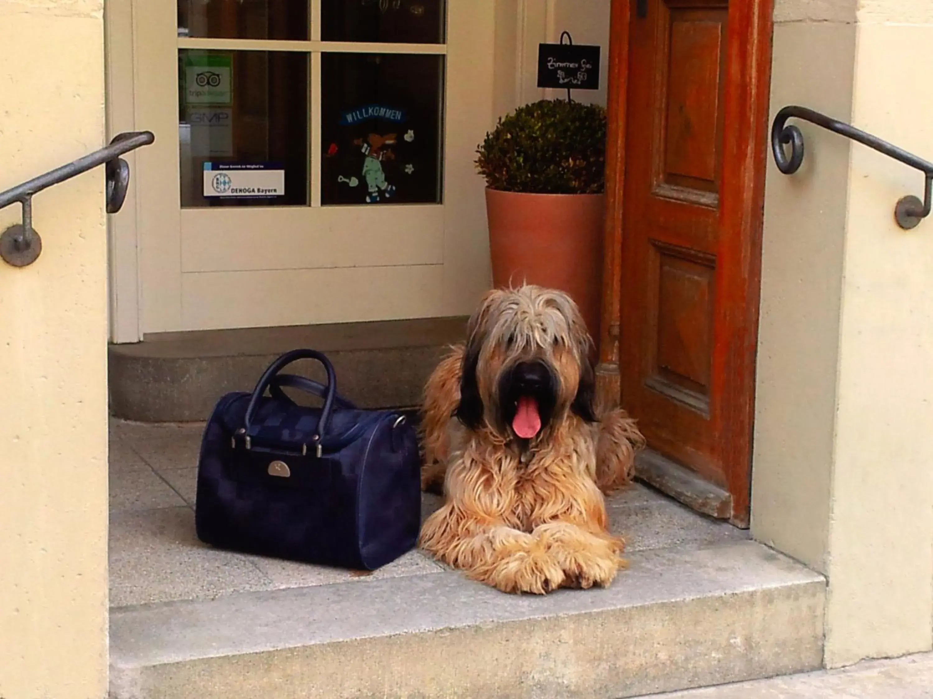 Pets in Boutiquehotel Goldene Rose