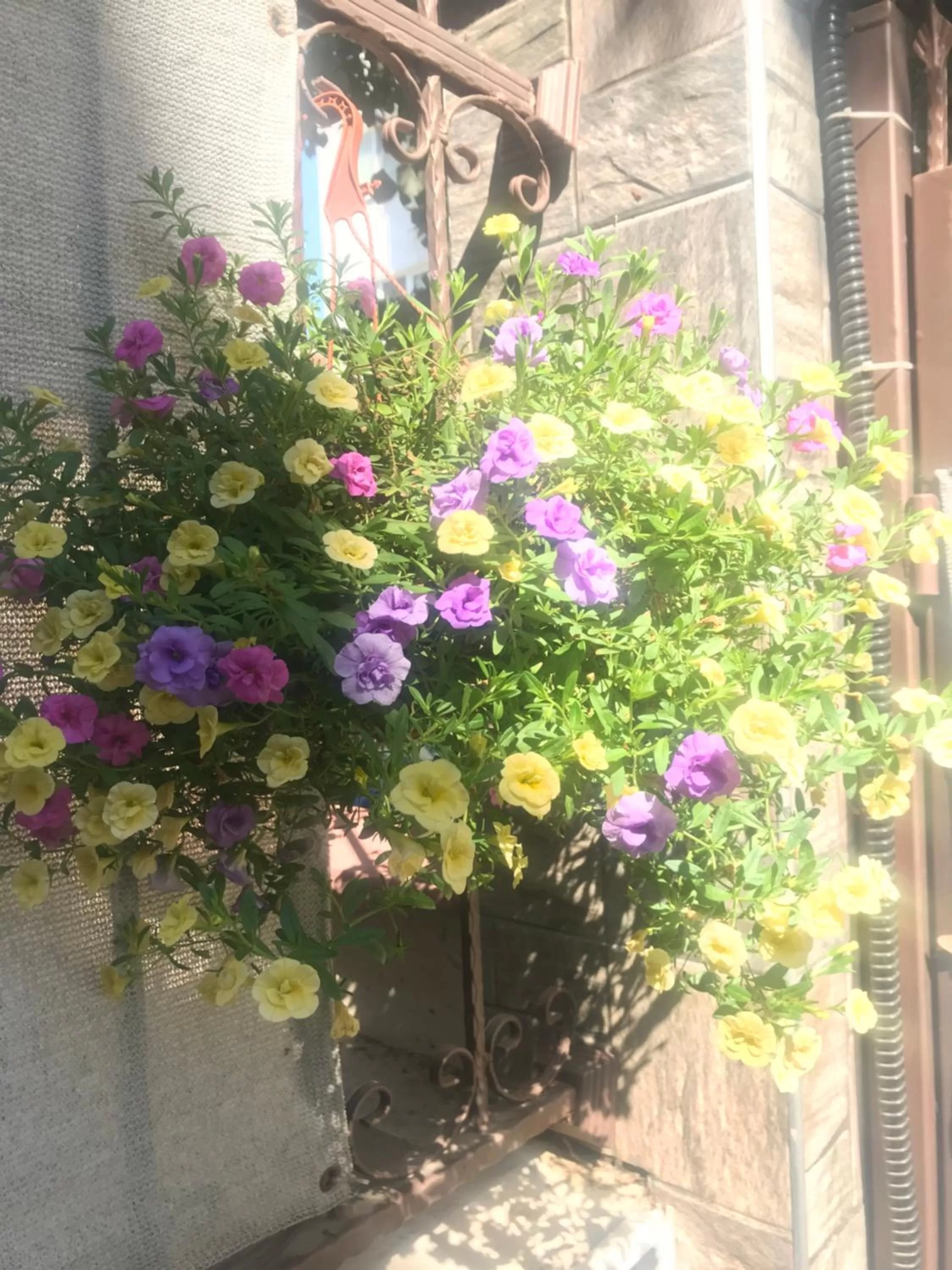 Garden in White Rose Guest Rooms
